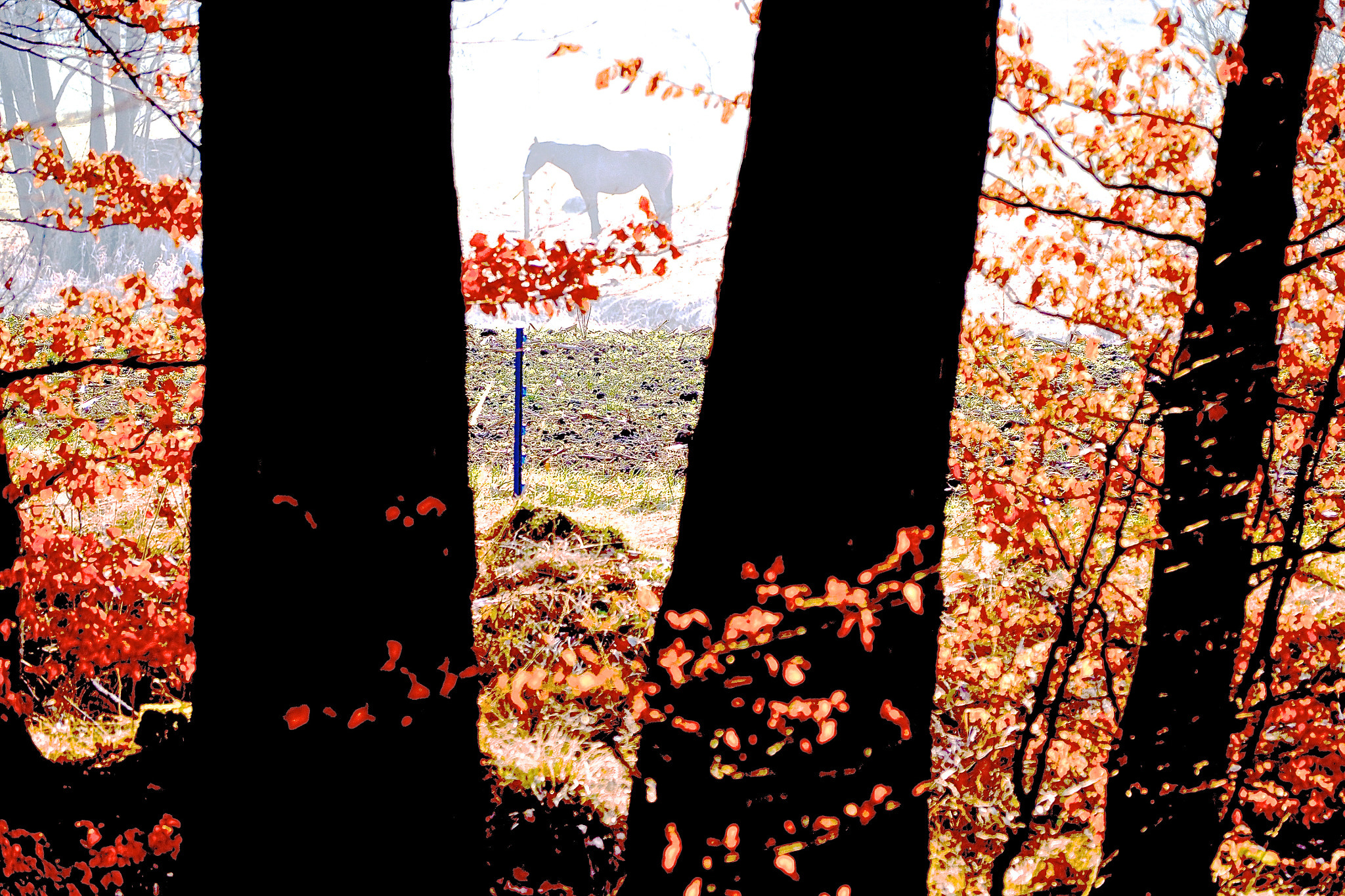 Olympus OM-D E-M5 II sample photo. Pony wald photography