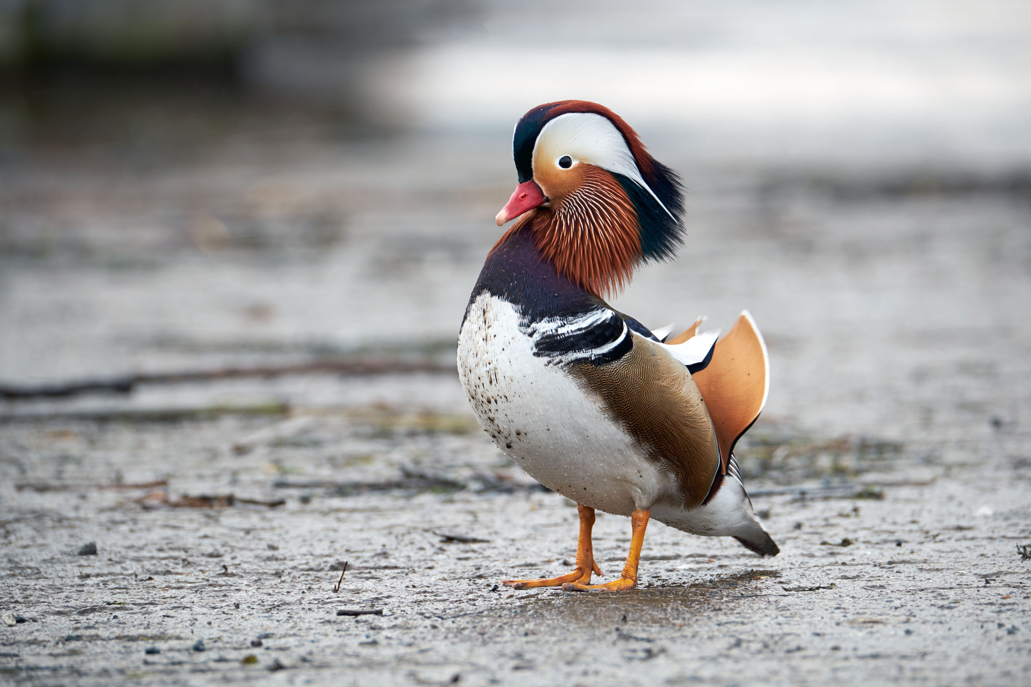 Fujifilm XF 100-400mm F4.5-5.6 R LM OIS WR sample photo. Mandarin duck photography