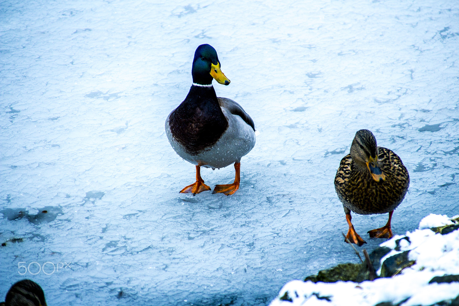Canon EOS 700D (EOS Rebel T5i / EOS Kiss X7i) + Canon TS-E 90mm F2.8 Tilt-Shift sample photo. Duck 12 photography