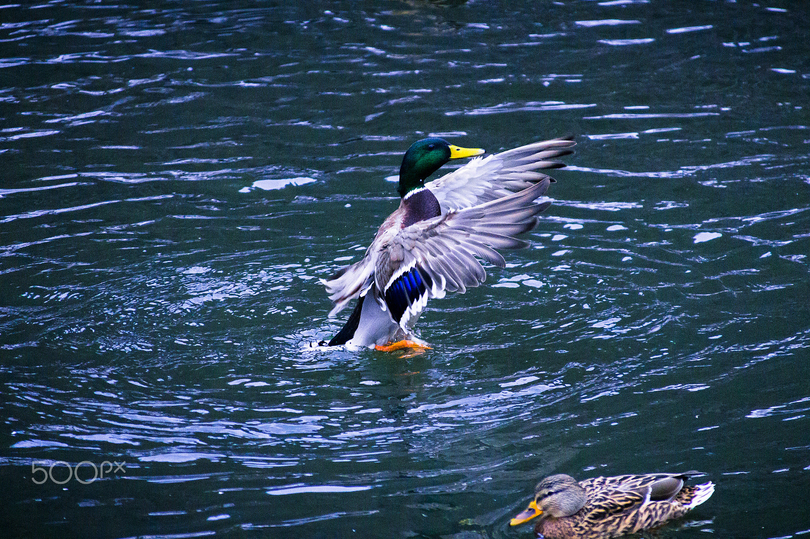 Canon EOS 700D (EOS Rebel T5i / EOS Kiss X7i) + Canon TS-E 90mm F2.8 Tilt-Shift sample photo. Duck 11 photography