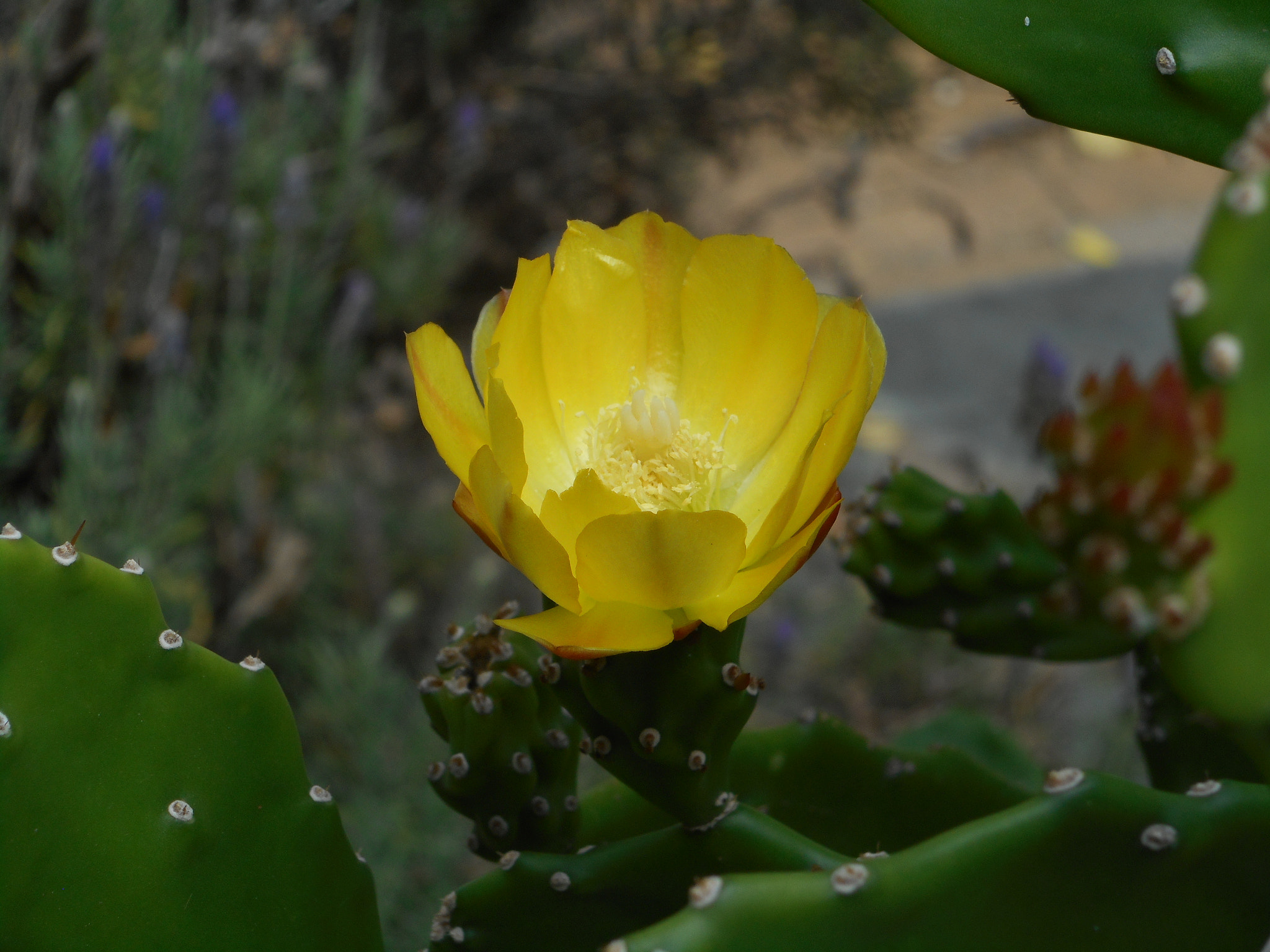 Nikon Coolpix S3700 sample photo. Cactus photography