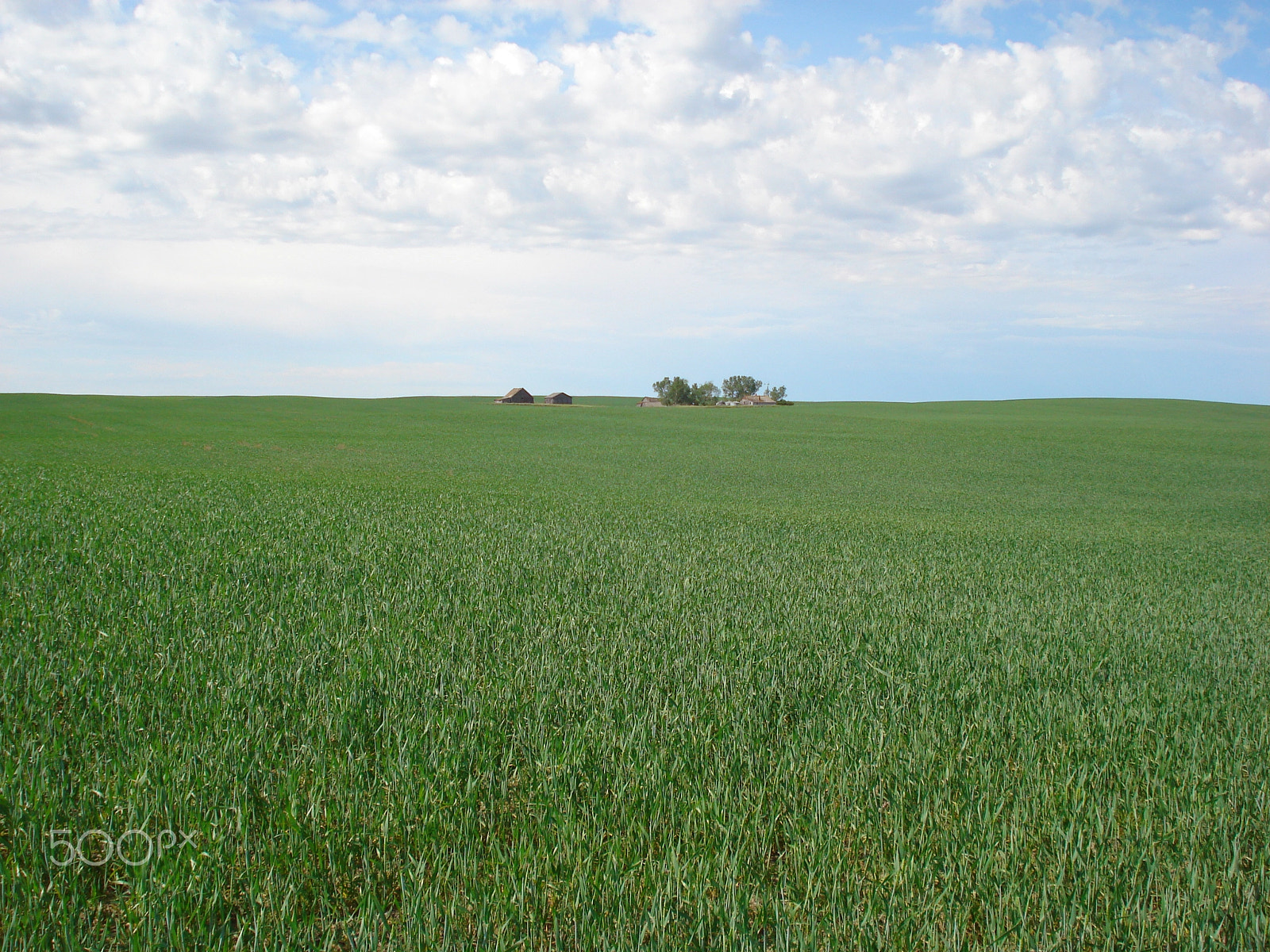 Sony DSC-W35 sample photo. Don't fence me in - wheat fields - saskatchewan - canada photography