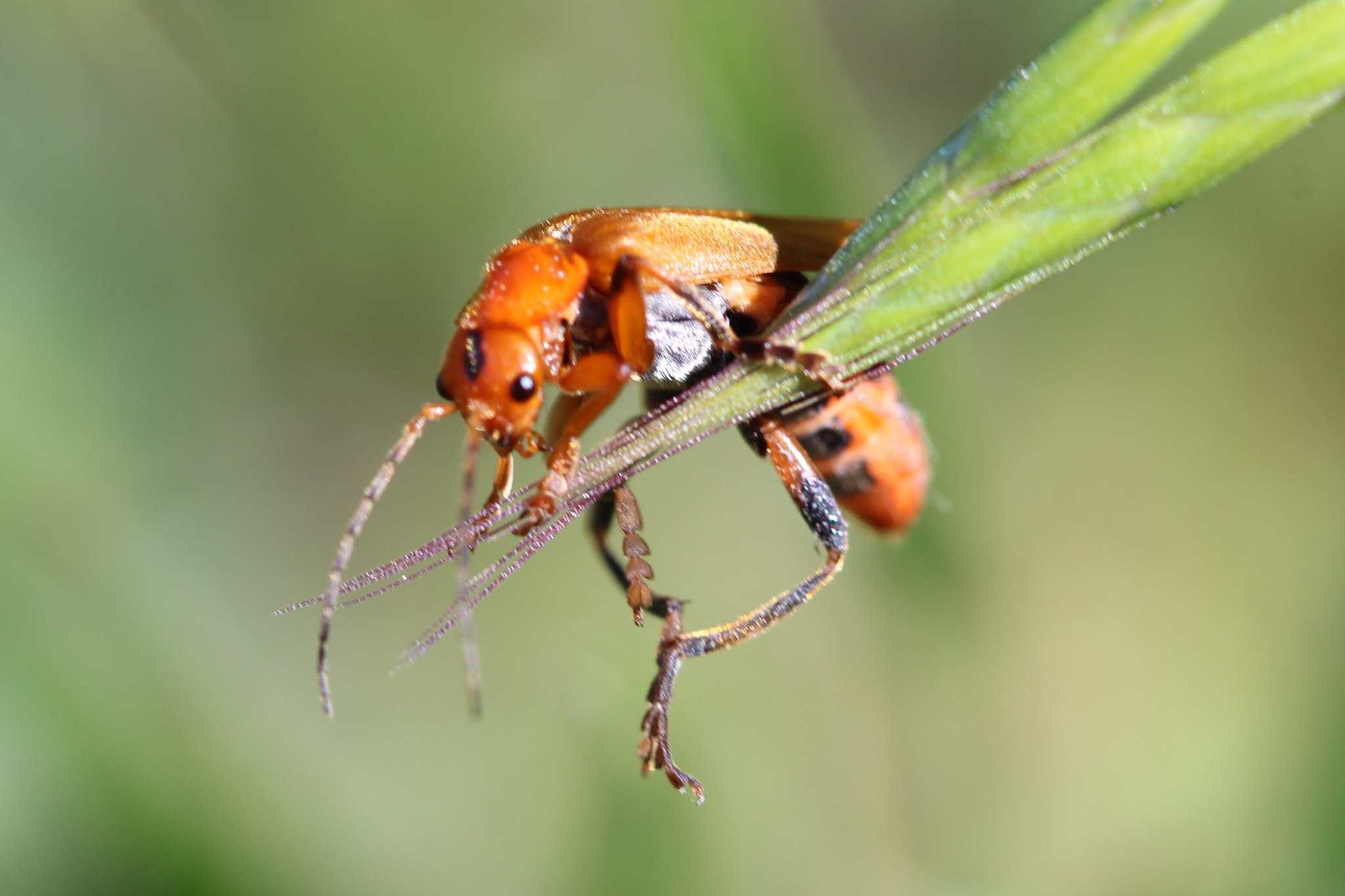 Canon EF 100mm F2.8 Macro USM sample photo. Dancing rhagonycha pulva photography