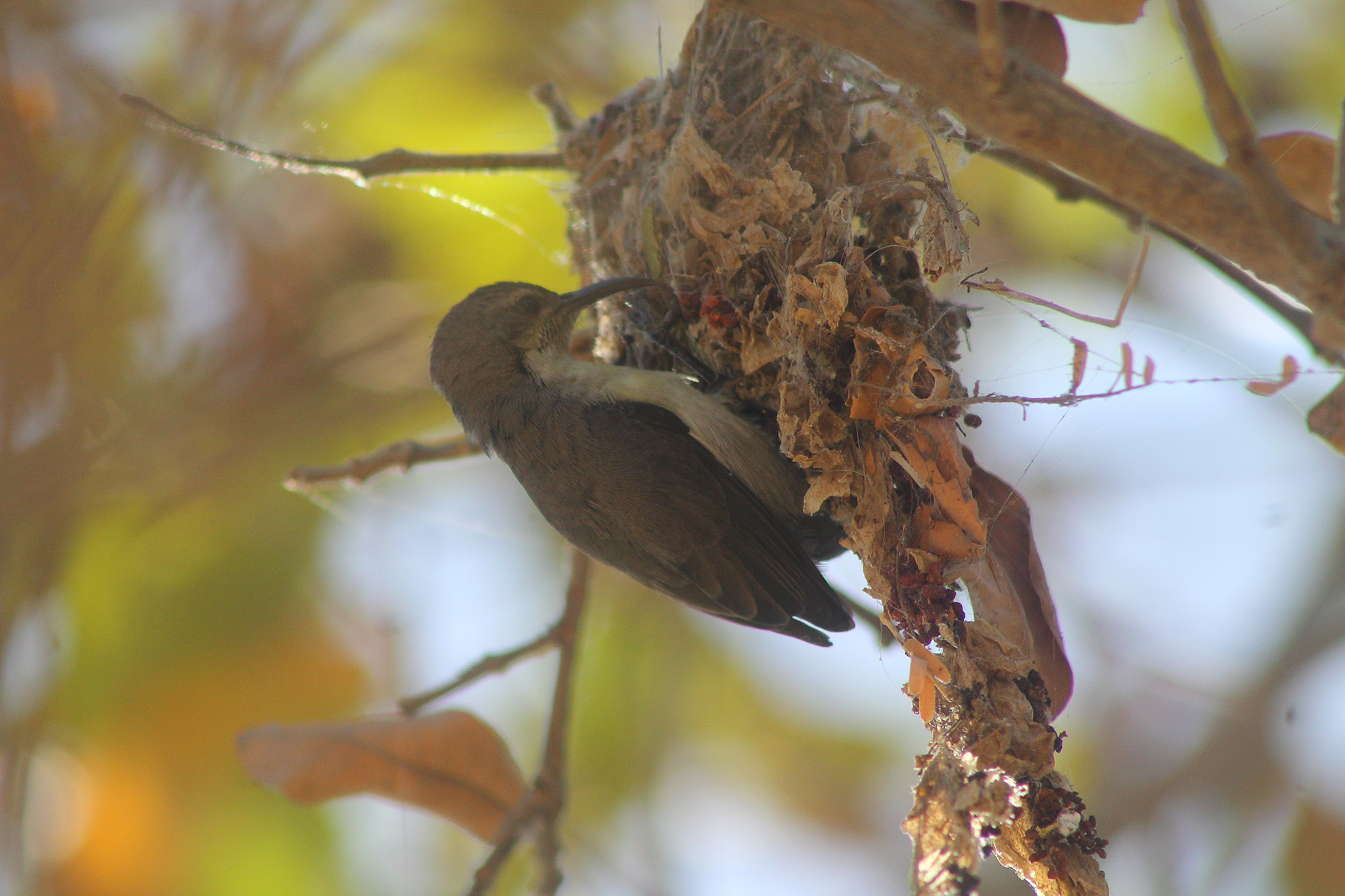 Canon EF 75-300mm f/4-5.6 USM sample photo. Purple sunbird - female photography