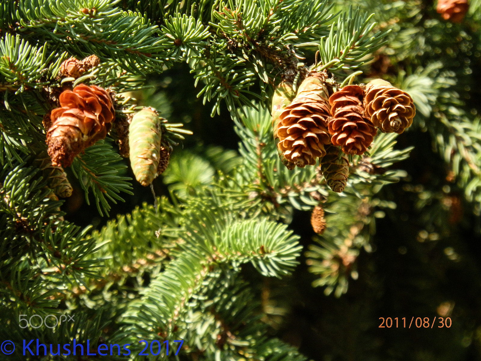 Olympus SP-610UZ sample photo. Pinecones photography