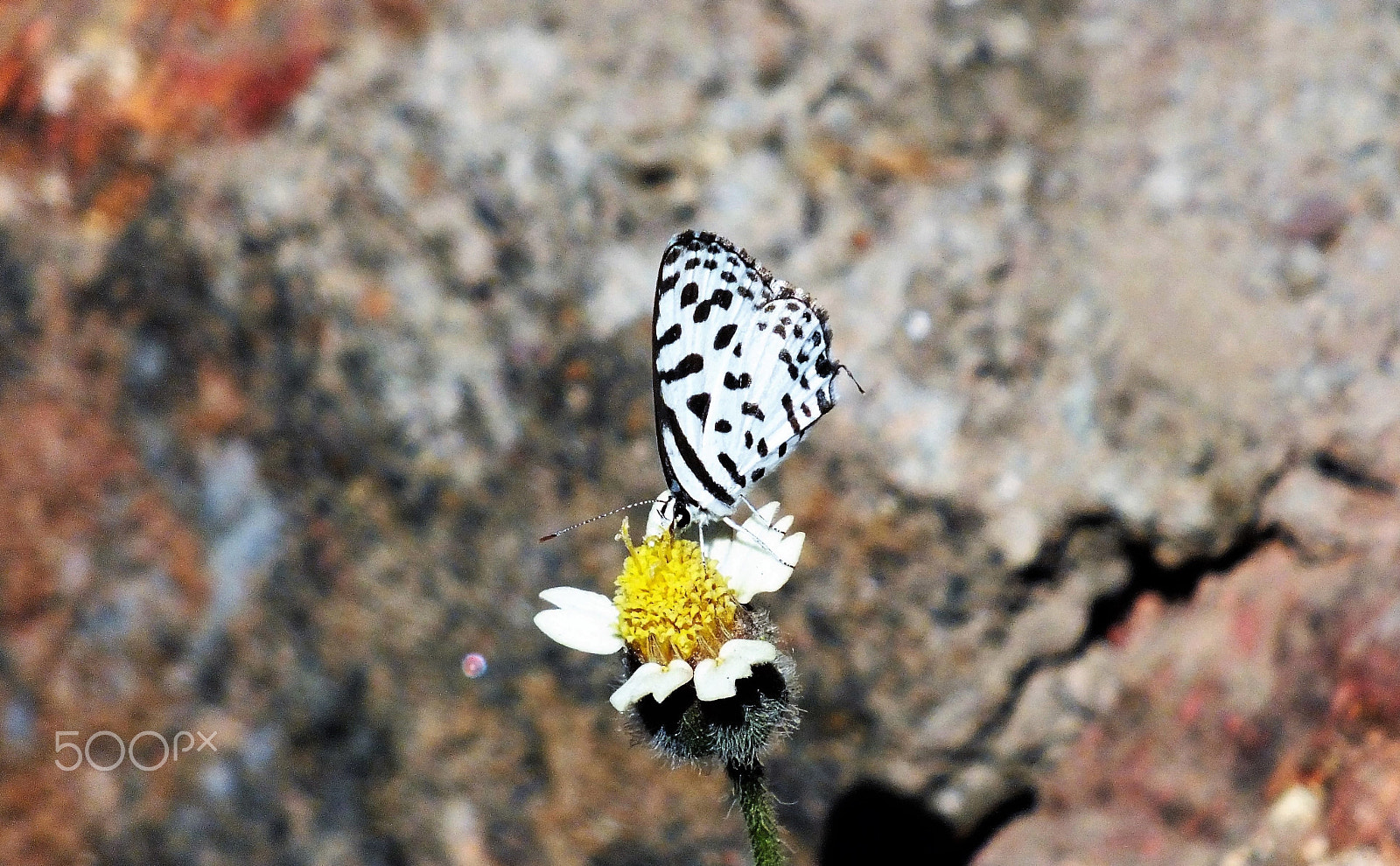 Fujifilm FinePix HS28EXR sample photo. Common pierrot (castalius rosimon ) photography