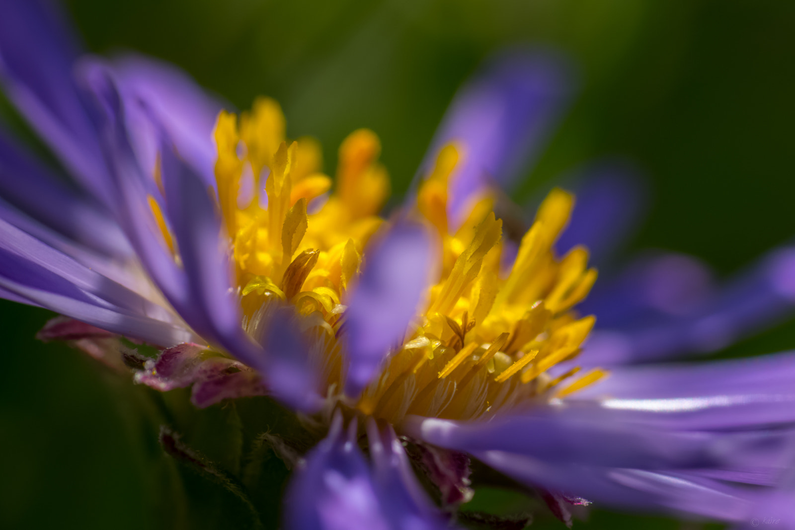 Tamron AF 55-200mm F4-5.6 Di II LD Macro sample photo. Aster photography