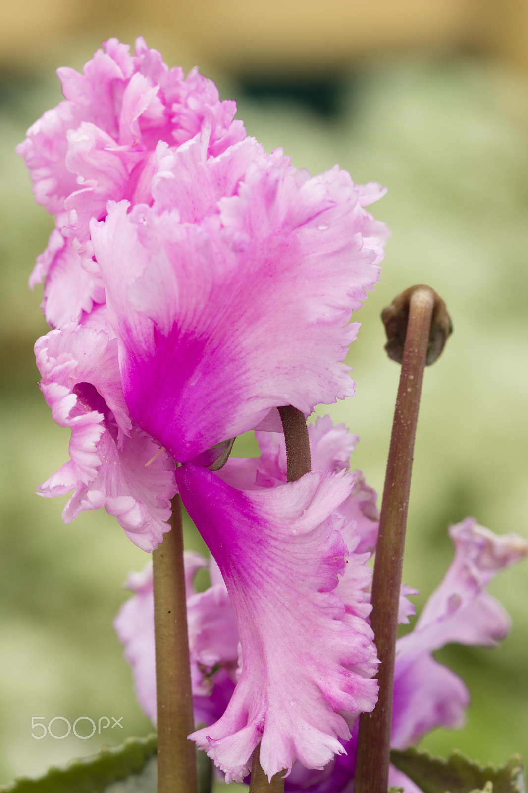Canon EF 100mm F2.8 Macro USM sample photo. Frilled blush photography