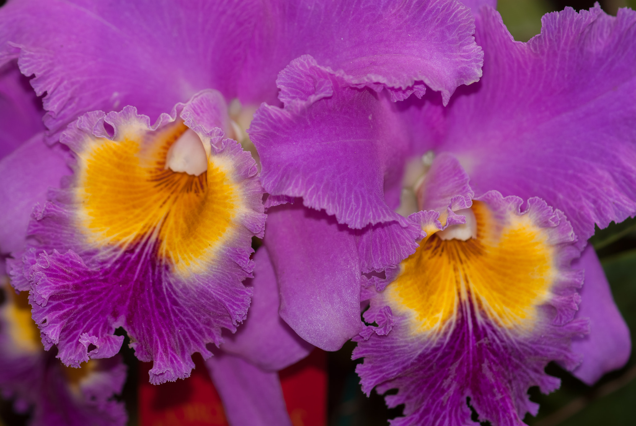 Sony Alpha DSLR-A200 + Sony 100mm F2.8 Macro sample photo. Orchid photography
