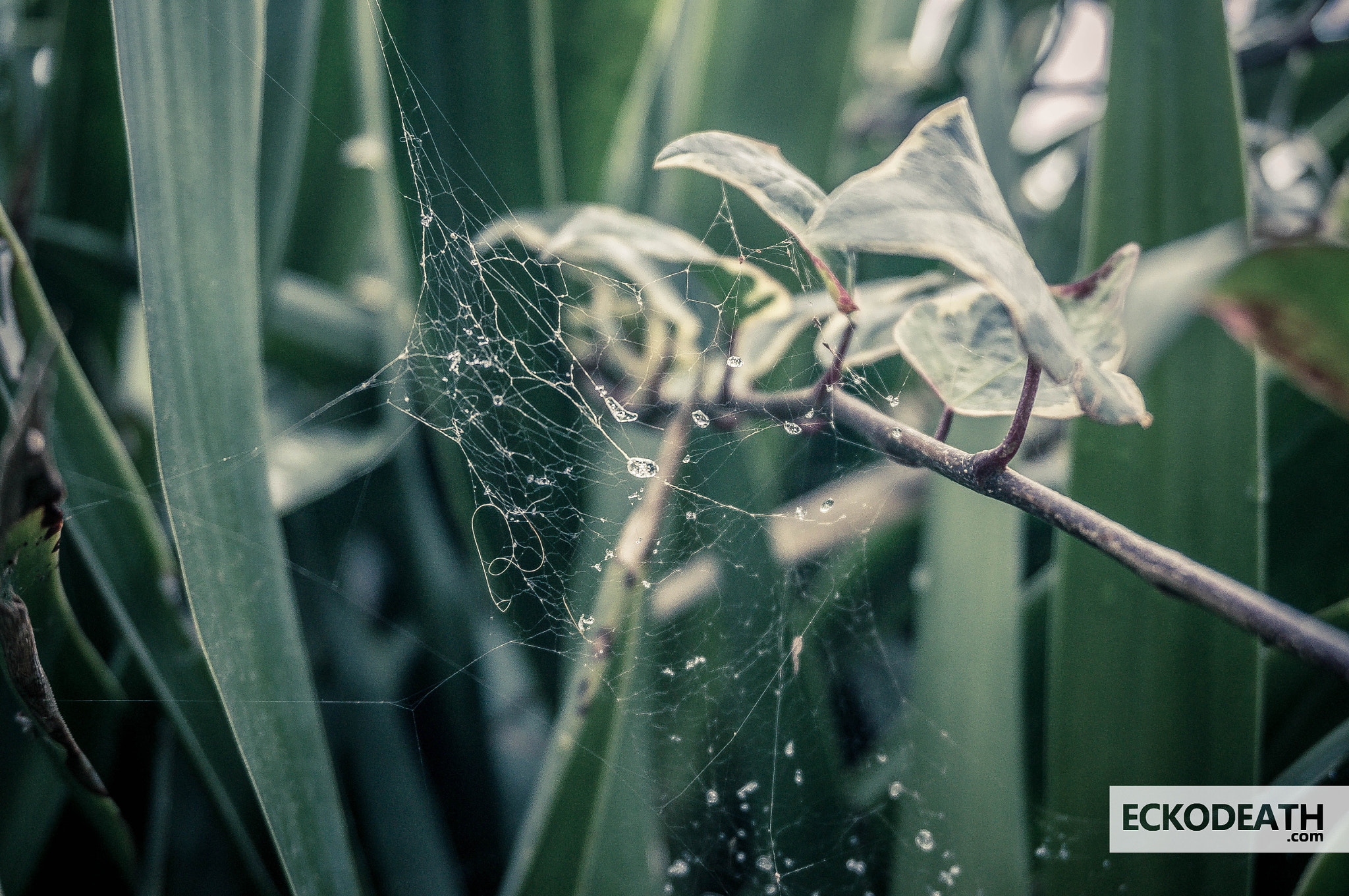 Sony Alpha NEX-5R sample photo. 2015 - projet 52 : #8 - spider web photography