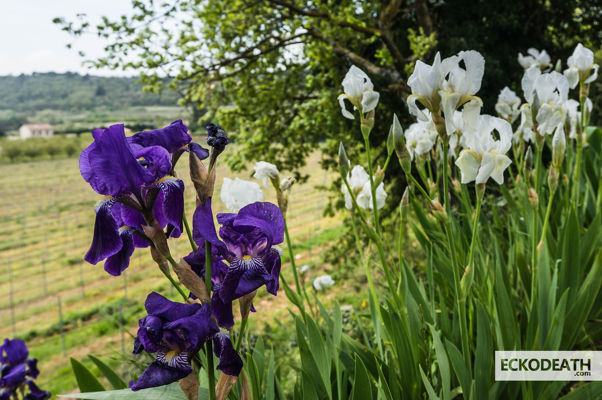 Sony Alpha NEX-5R sample photo. 2015 - projet 52 : #17 - spring is now here photography