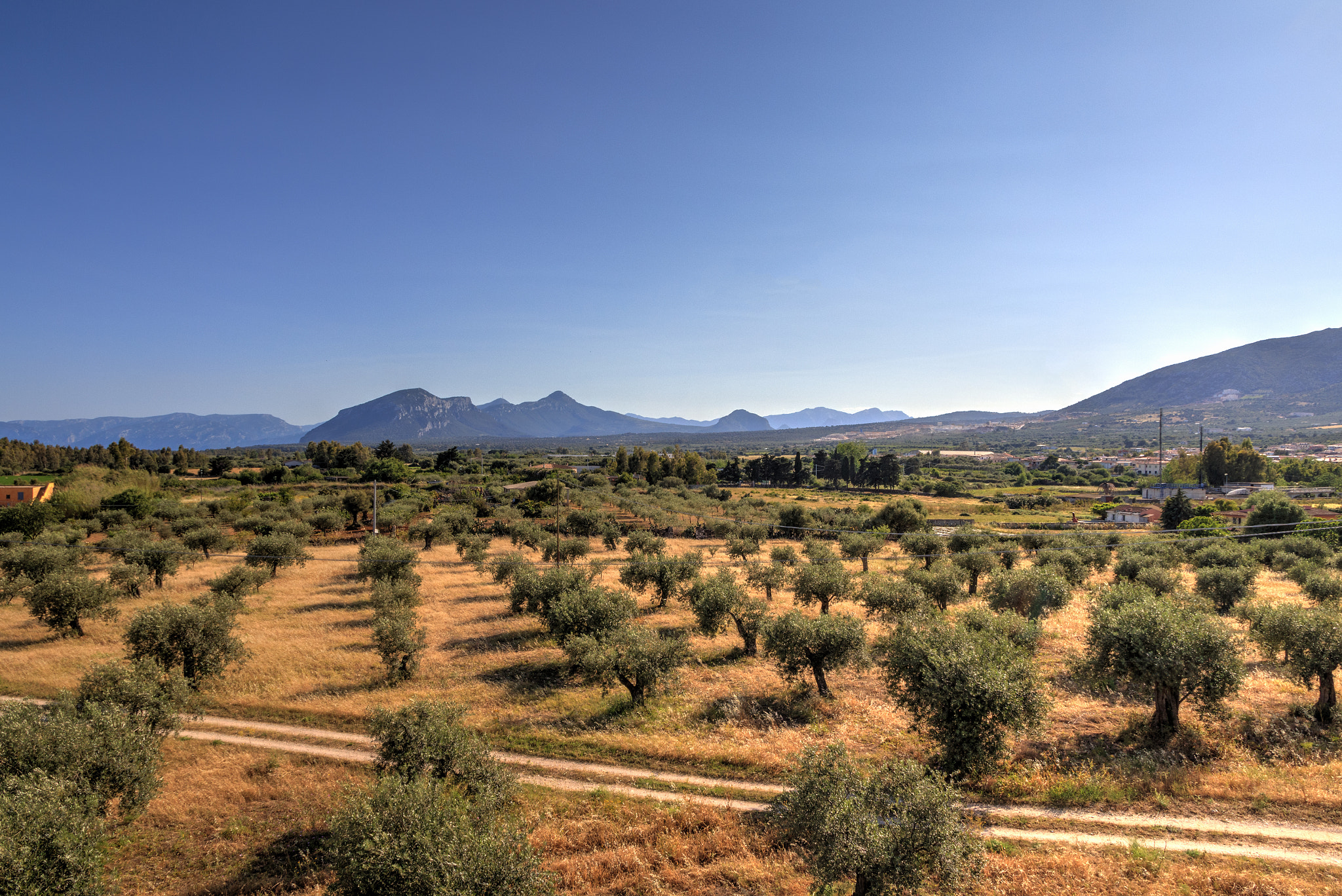 Canon EOS 650D (EOS Rebel T4i / EOS Kiss X6i) sample photo. Some olives in orosei photography