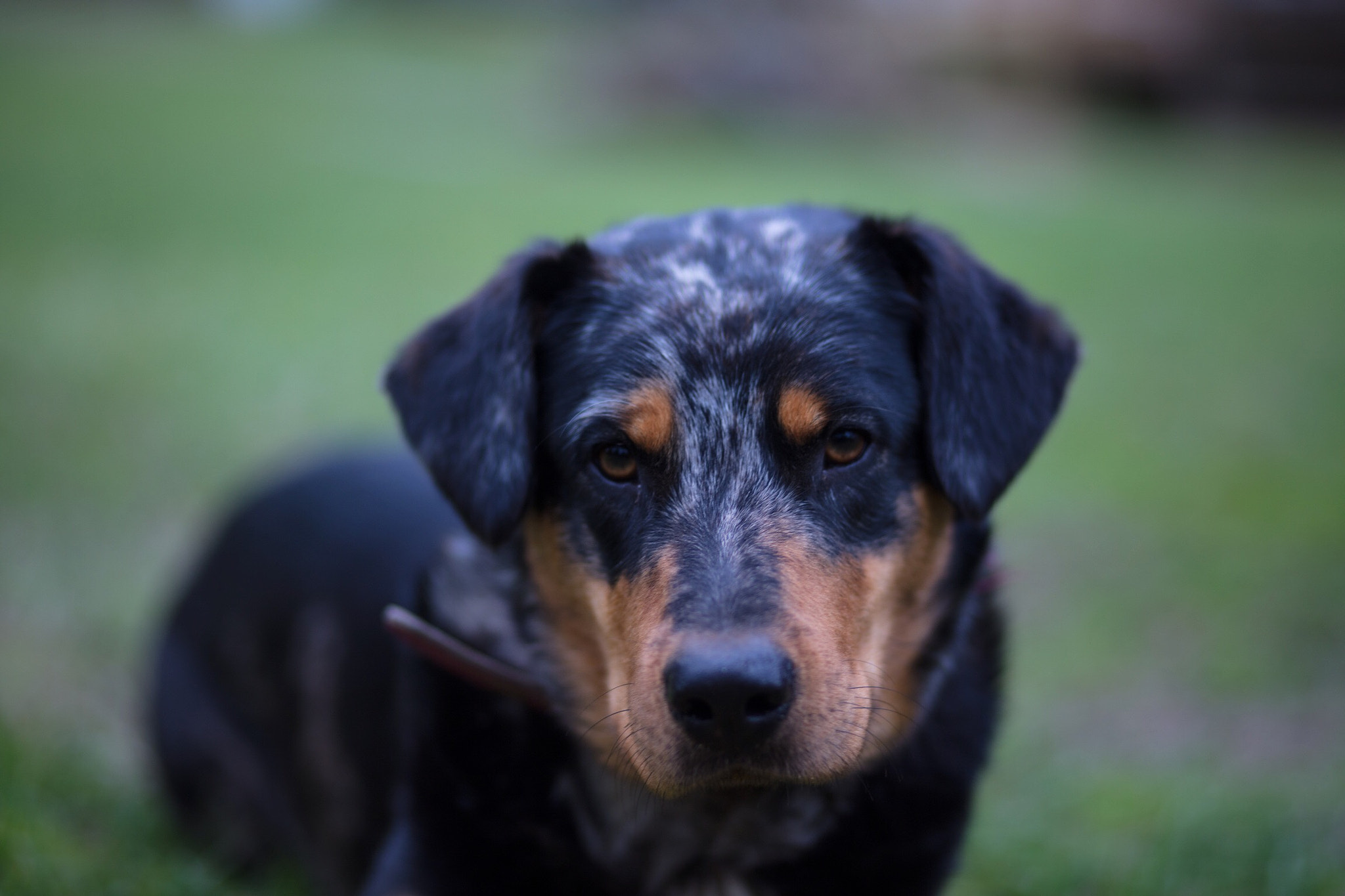 Canon EF 85mm F1.8 USM sample photo. Another great portrait photography