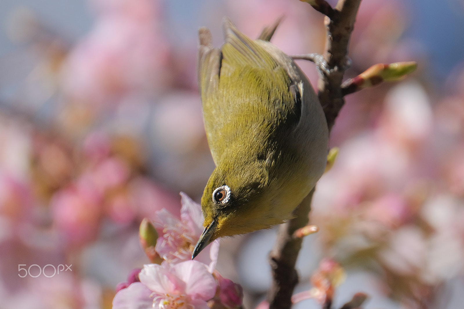 XF100-400mmF4.5-5.6 R LM OIS WR + 1.4x sample photo. Upside down photography