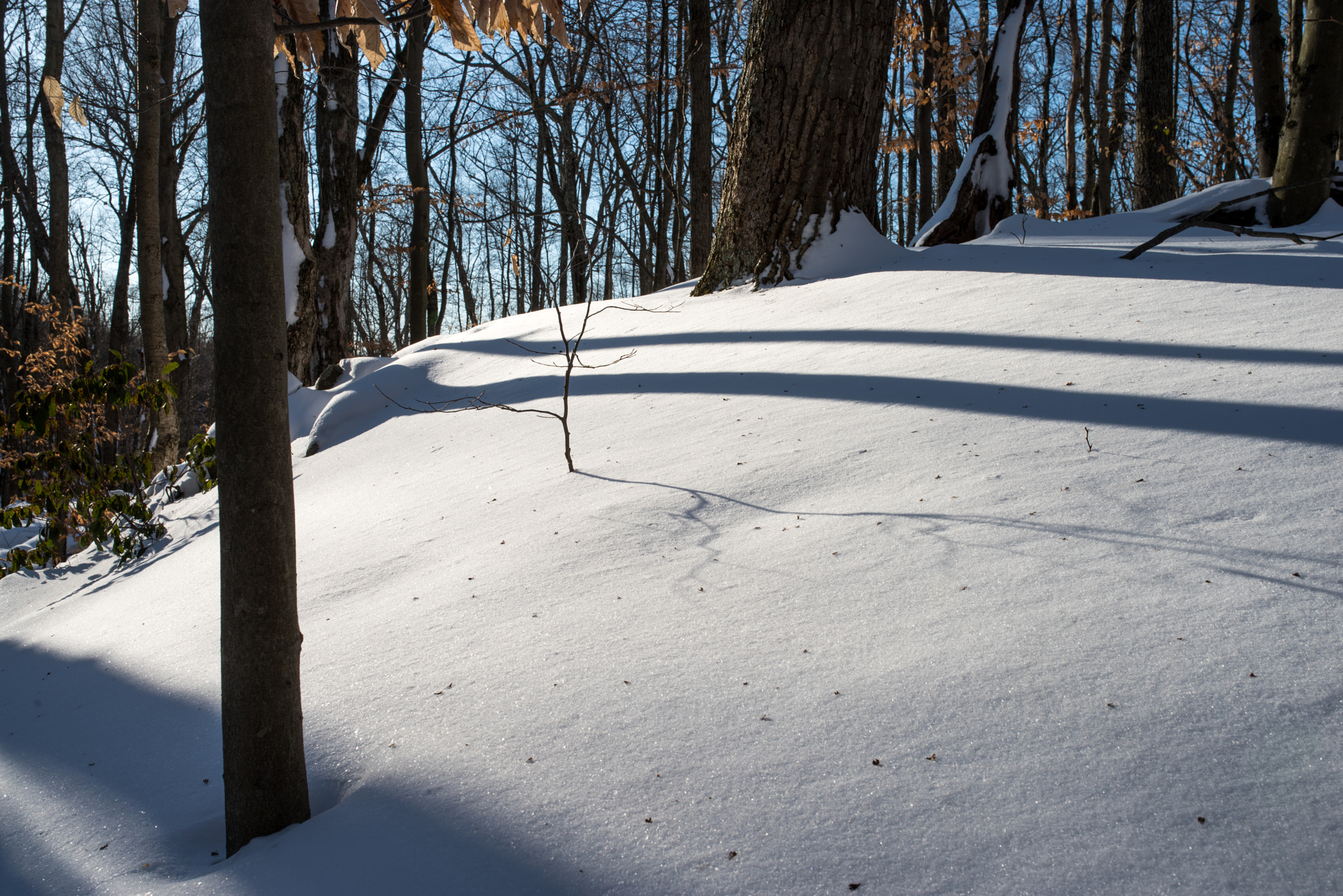 Pentax K-1 + Sigma 35mm F1.4 DG HSM Art sample photo. Small sapling and shadow amongst larger trees photography