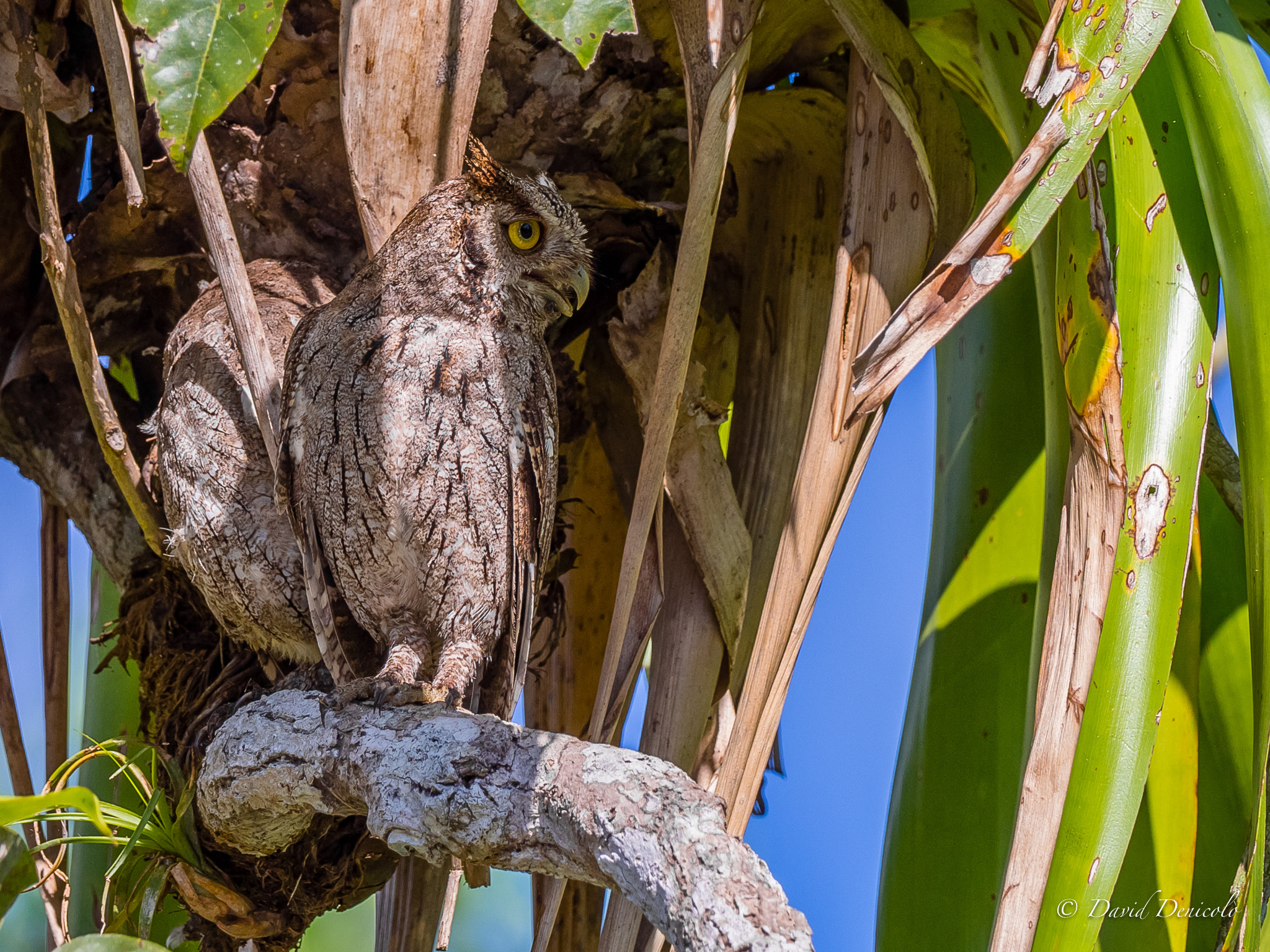 M.300mm F4.0 + MC-14 sample photo. Screech-owl couple photography