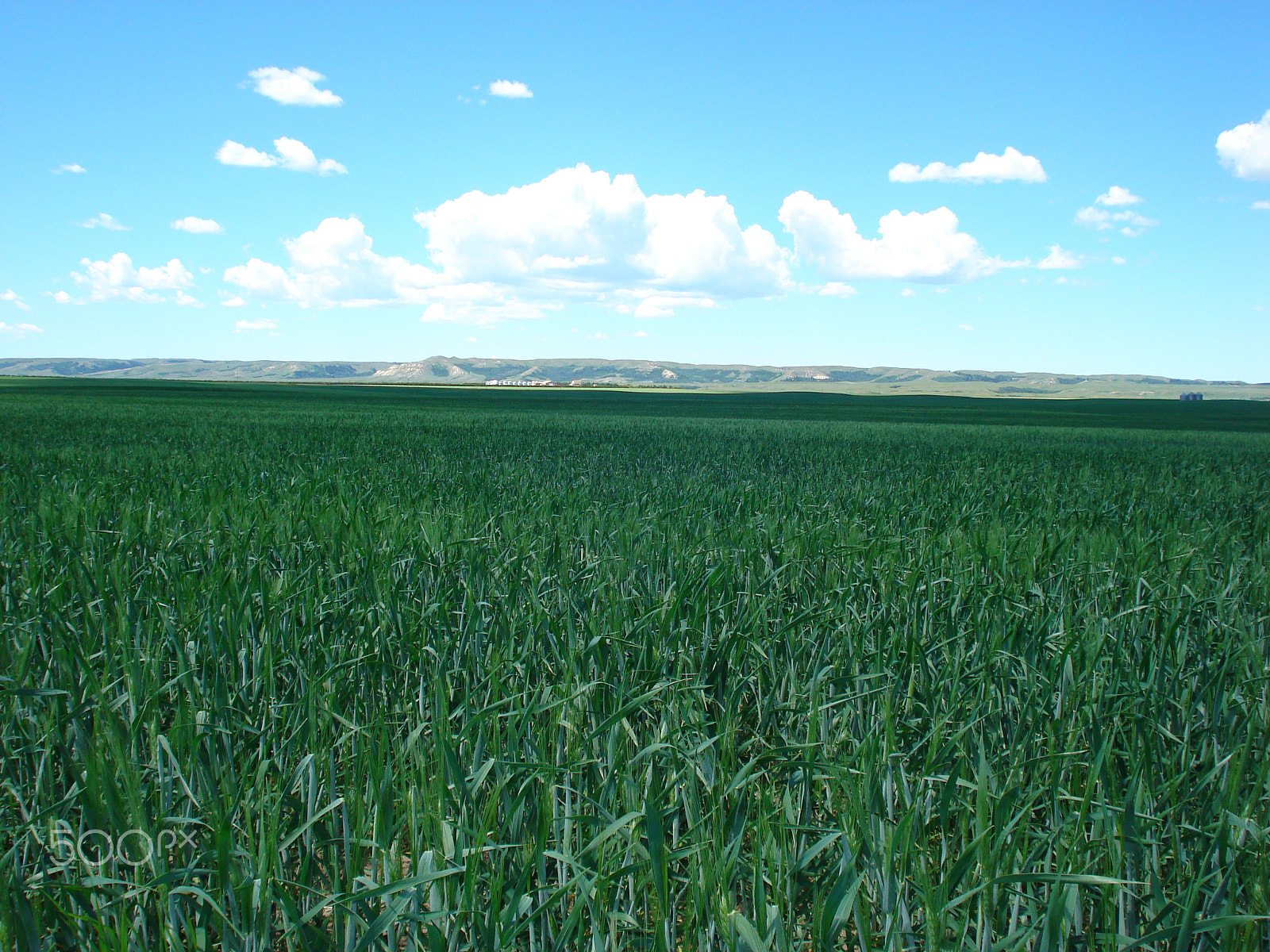 Sony DSC-W35 sample photo. An endless ocean of green photography