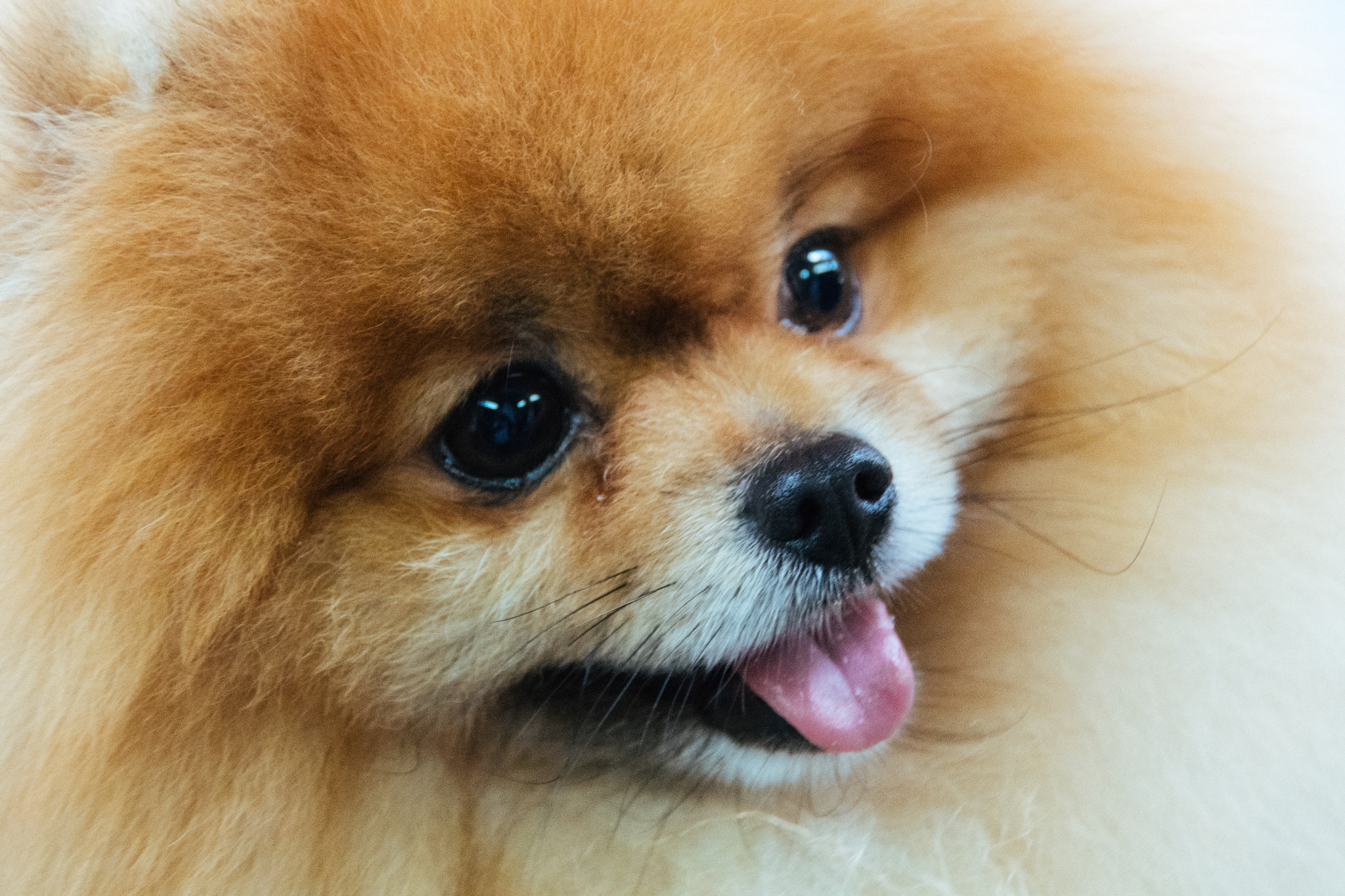 Nikon D500 sample photo. Closeup shot of pomeranian photography