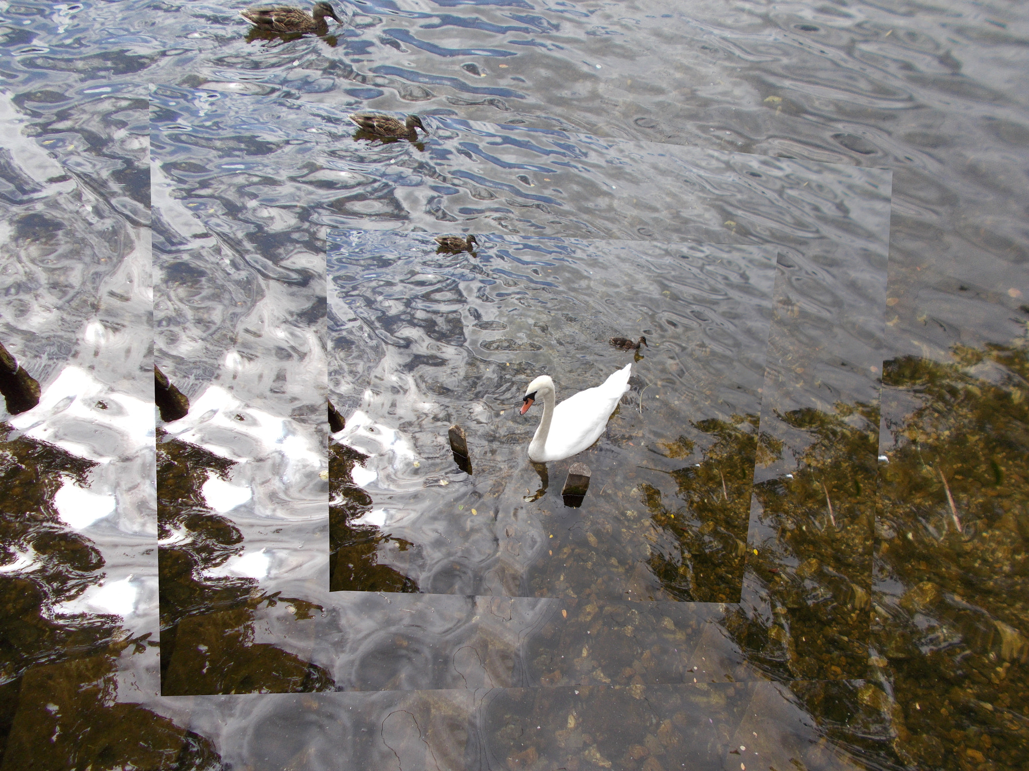 Nikon Coolpix A10 sample photo. Swan displacement photography