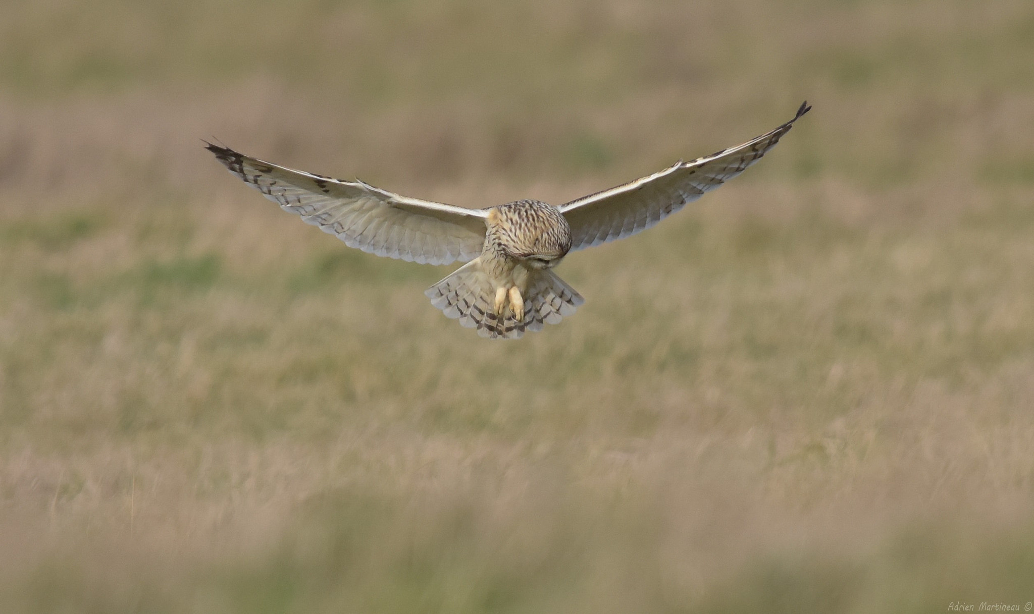 Nikon AF-S Nikkor 300mm F2.8G ED-IF VR sample photo. Hibou des marais (asio flammeus) photography