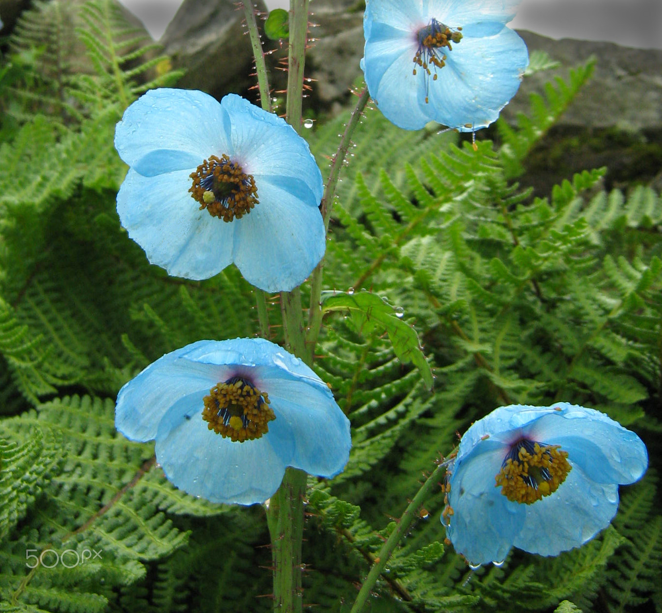 Canon POWERSHOT A460 sample photo. Blue poppy photography