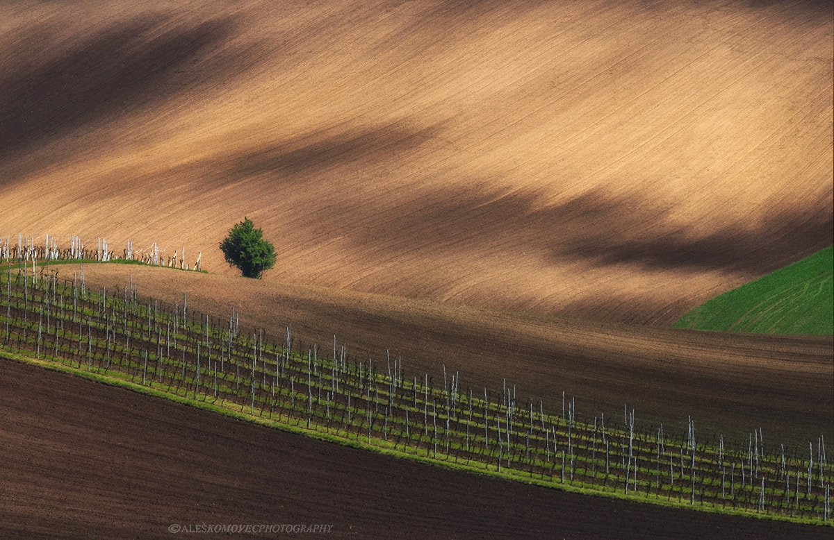 Olympus OM-D E-M1 sample photo. Wineyard in spring photography