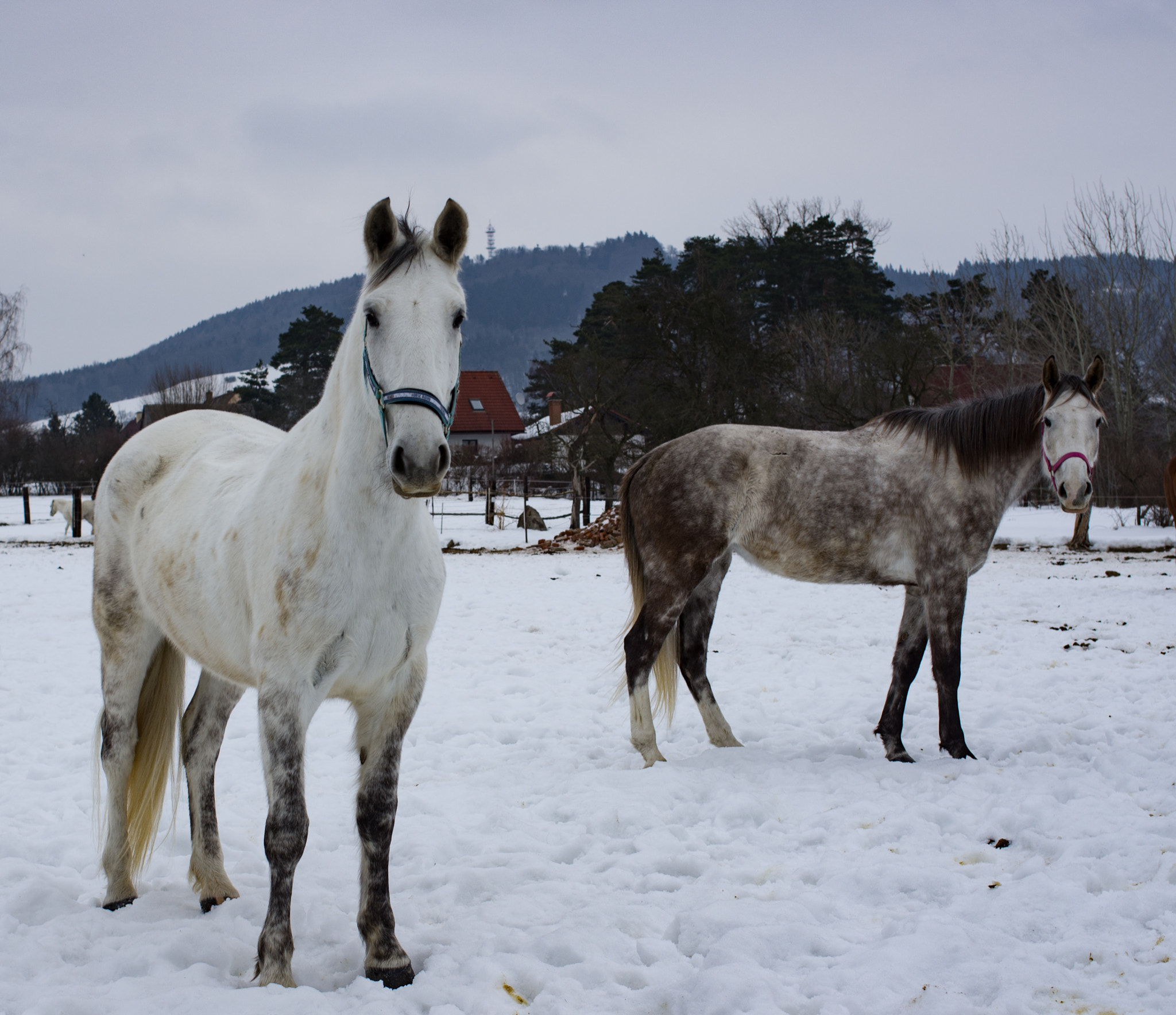 Pentax K-5 sample photo. Horses photography