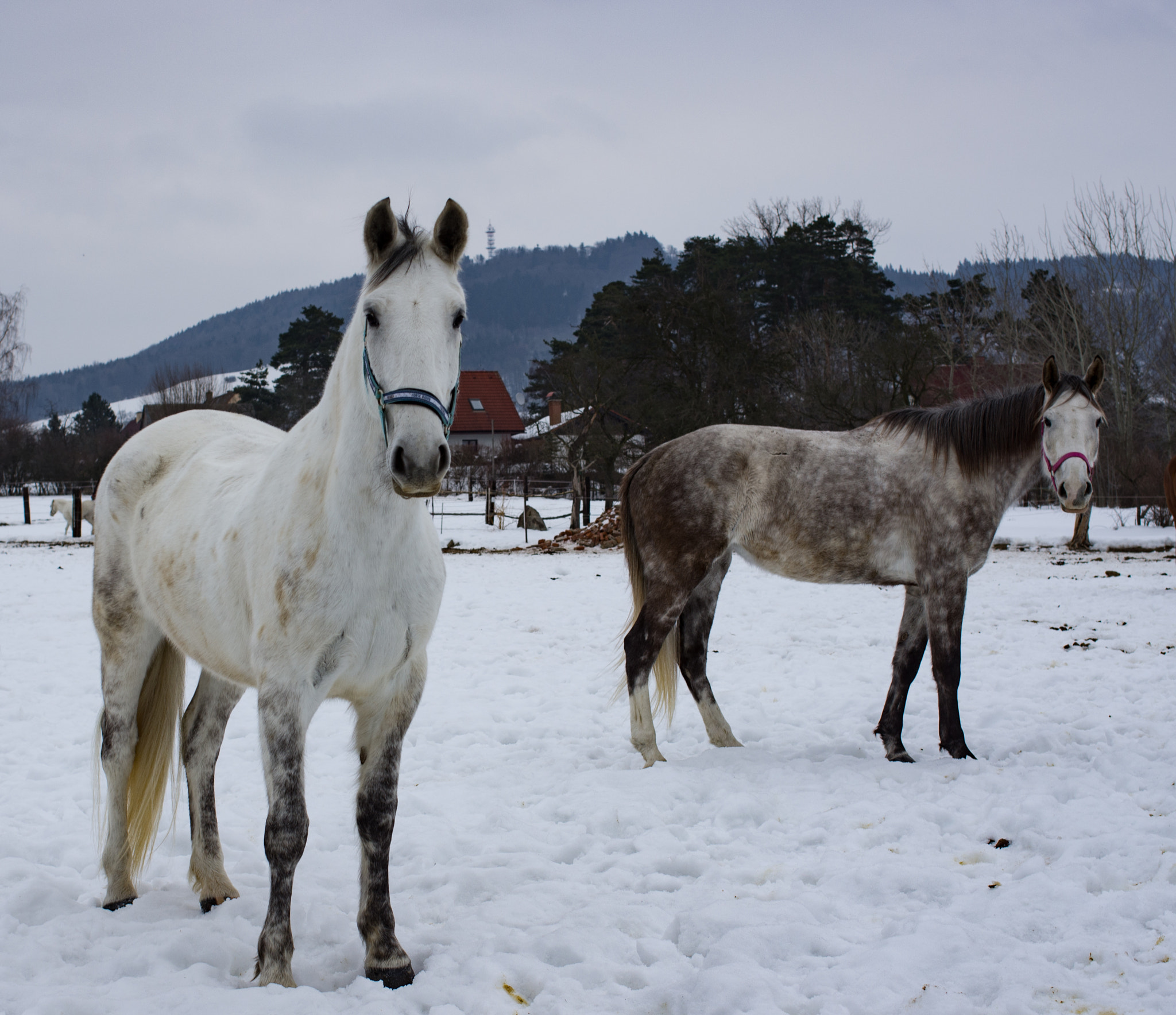 Pentax smc DA 35mm F2.4 AL sample photo. Horses photography