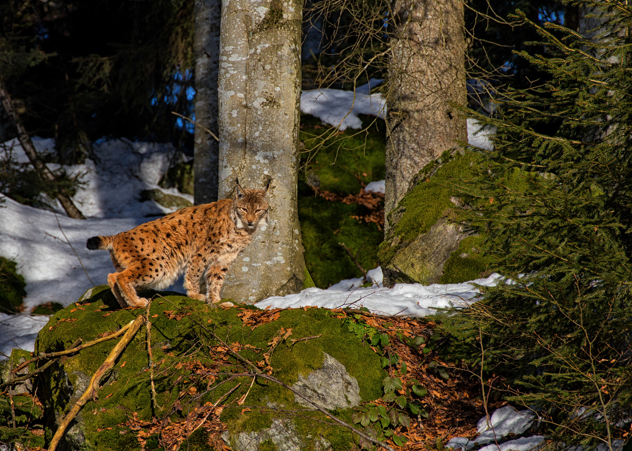 Canon EOS 60D + Tamron SP 70-300mm F4-5.6 Di VC USD sample photo. Lynx in national park photography