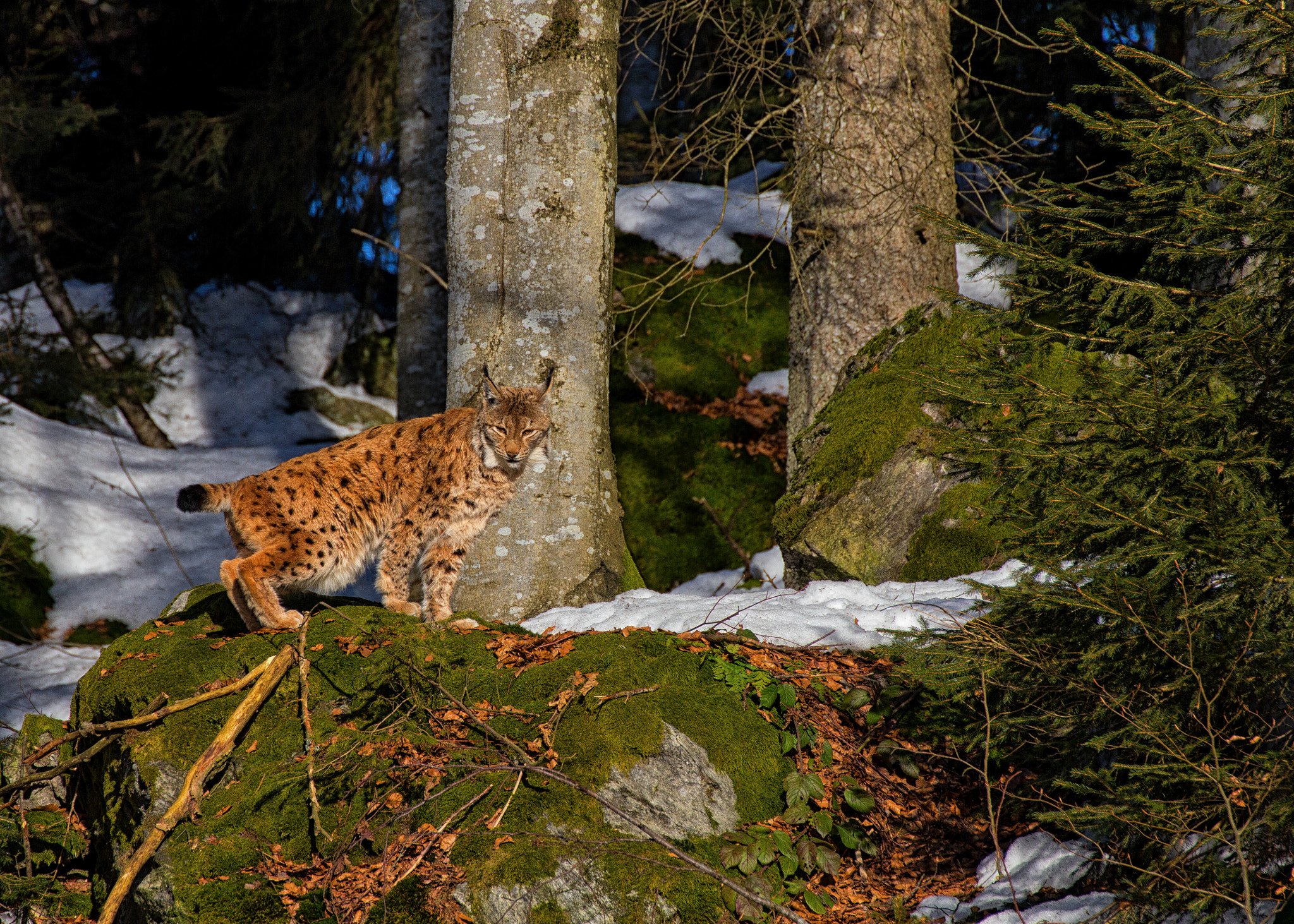 Canon EOS 60D sample photo. Lynx in national park photography