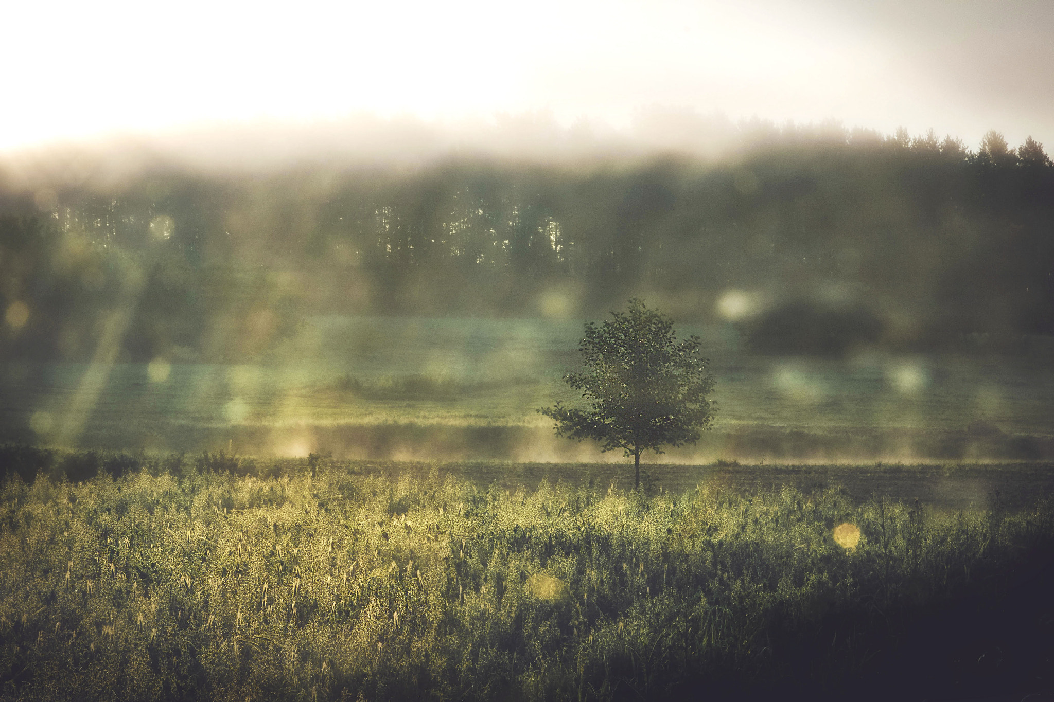 Pentax K-7 + Sigma 17-70mm F2.8-4 DC Macro OS HSM sample photo. Summer dreams photography