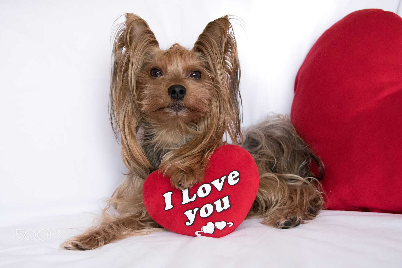 Nikon D500 sample photo. A cute lover valentine yorkshire terrier boy dog with a red hear photography