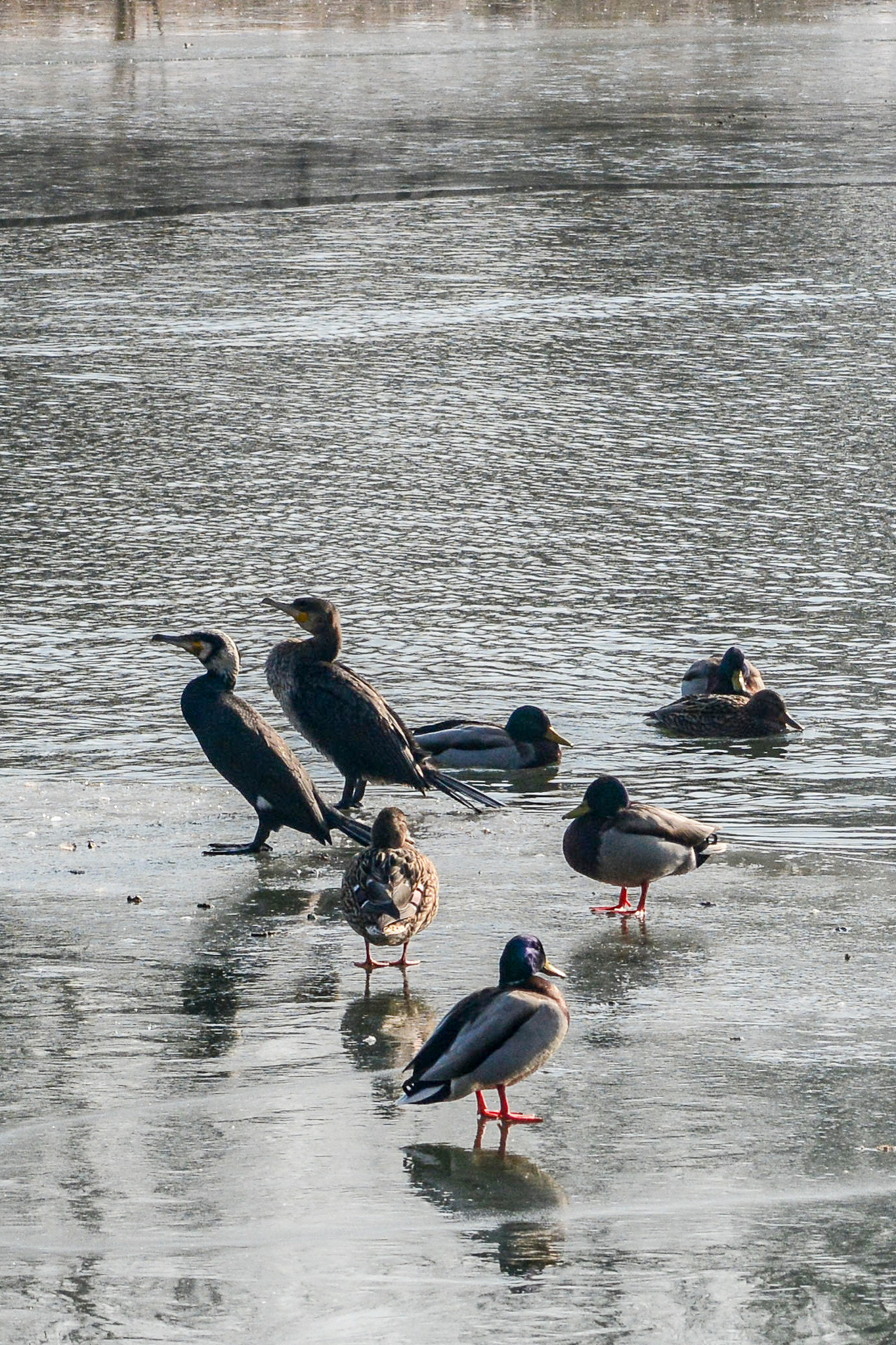 Nikon D7100 sample photo. Cormorants & ducks photography