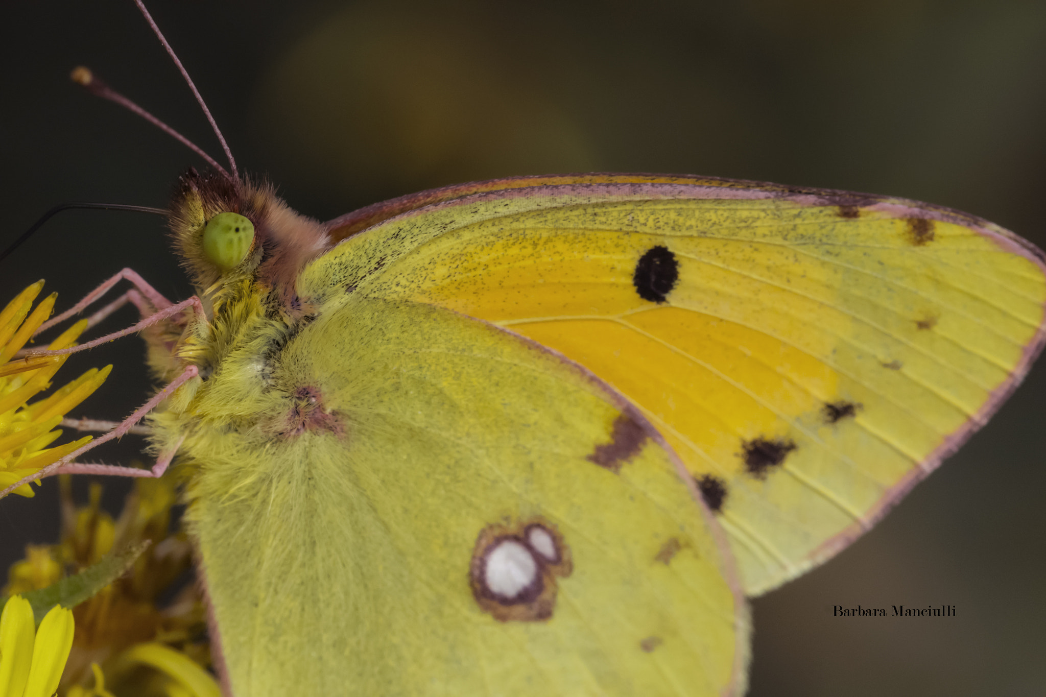 Nikon D7100 sample photo. Ritratto di una farfalla photography