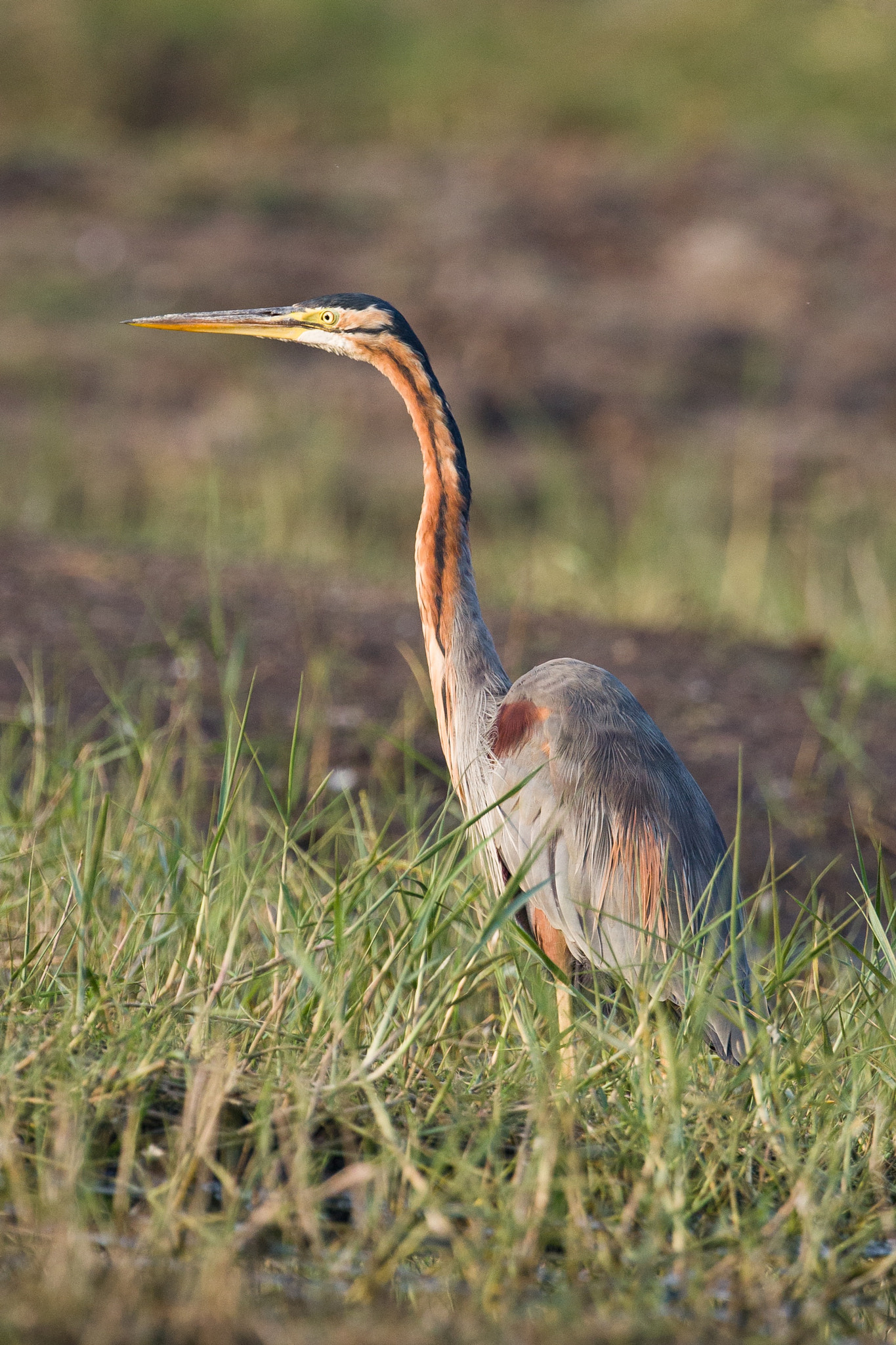 Canon EOS 700D (EOS Rebel T5i / EOS Kiss X7i) + Canon EF 300mm F2.8L IS II USM sample photo. The purple heron (ardea purpurea)  photography