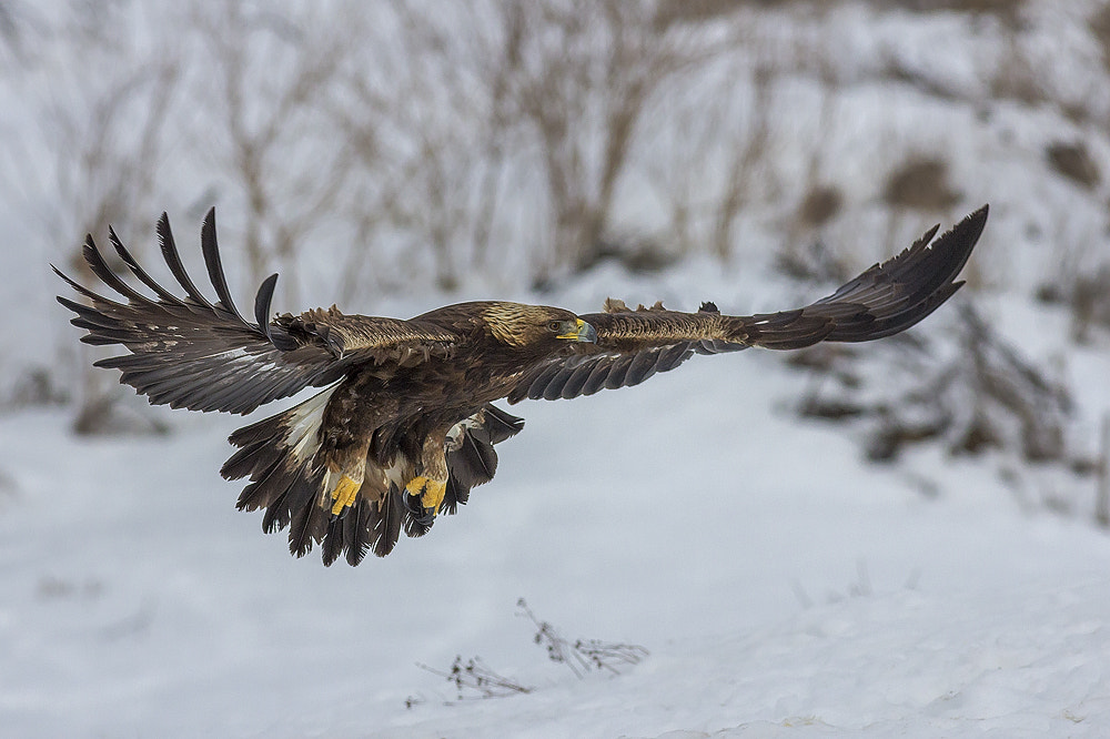 Canon EOS 60D + Canon EF 400mm F5.6L USM sample photo. Golden eagle photography