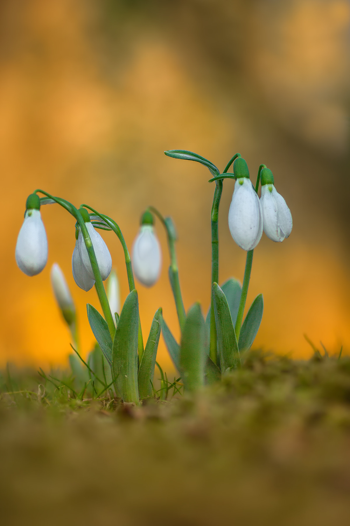 Canon EOS 60D + Tamron SP AF 90mm F2.8 Di Macro sample photo. Snowdrop photography