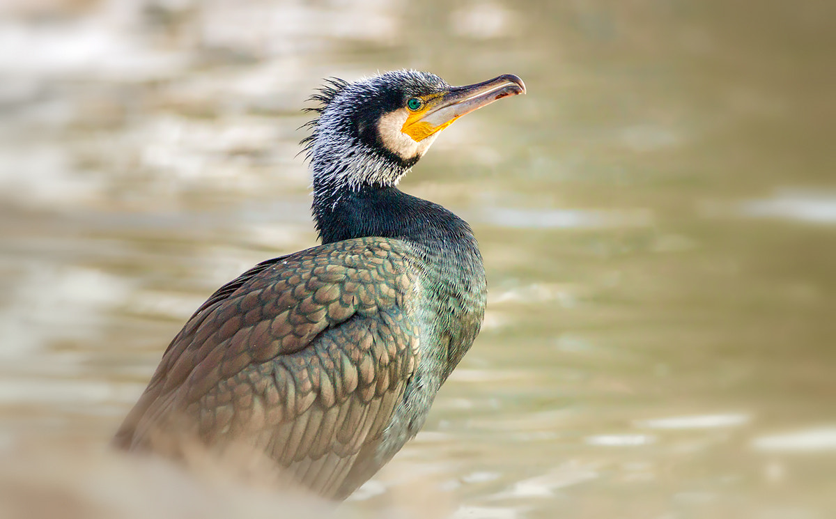 Canon EOS 7D + 150-600mm F5-6.3 DG OS HSM | Contemporary 015 sample photo. Great cormorant photography