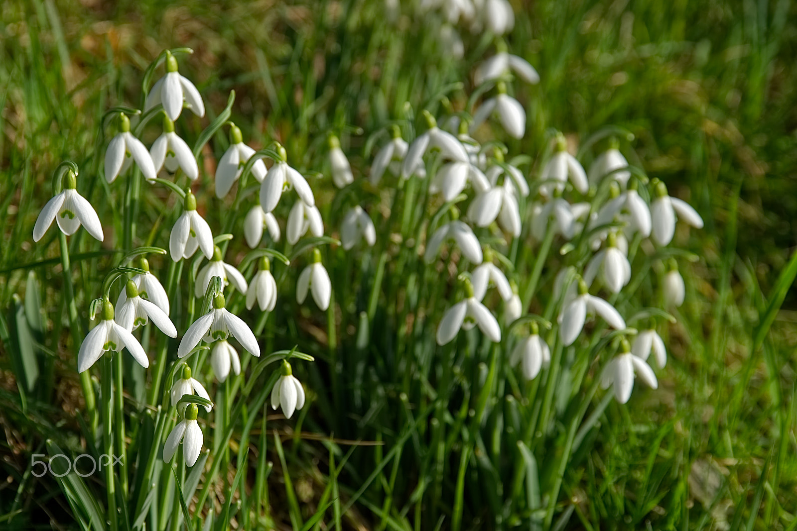 Sony a99 II sample photo. Snowdrops. photography