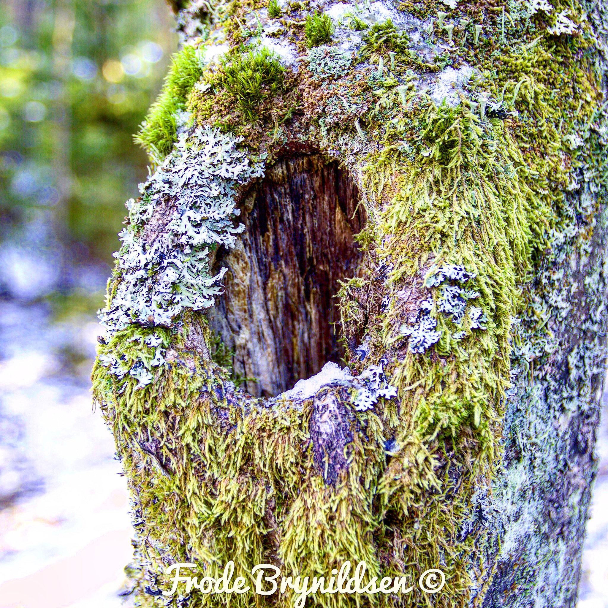 Canon EOS 7D Mark II sample photo. Hole in a tree photography