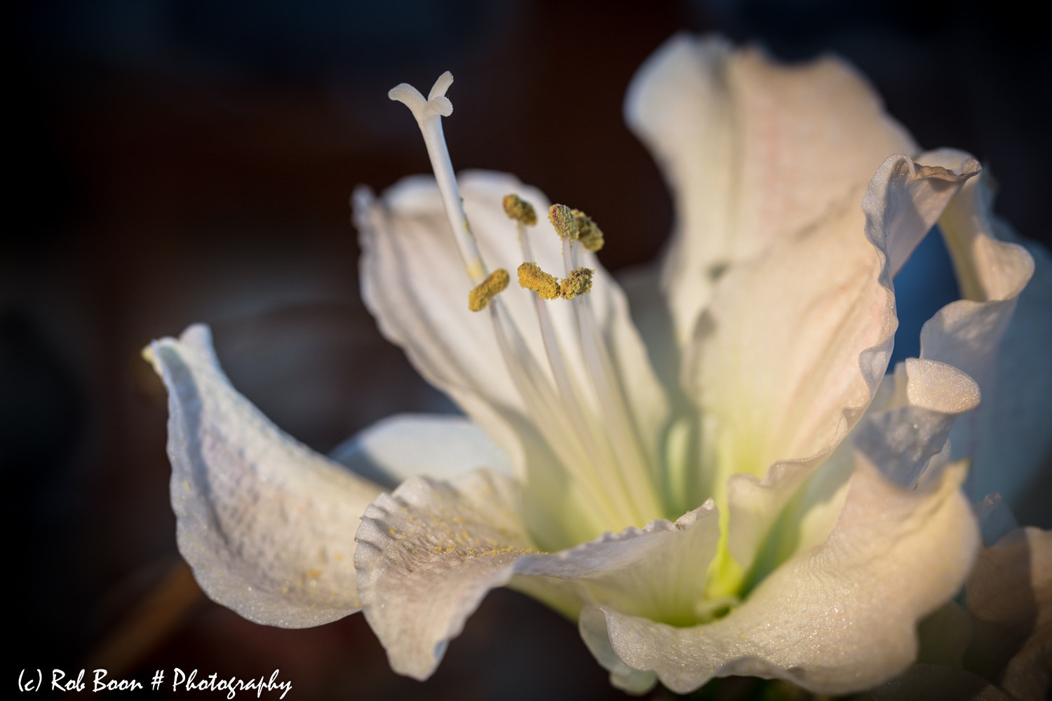 Canon EOS 5DS sample photo. Amaryllis photography