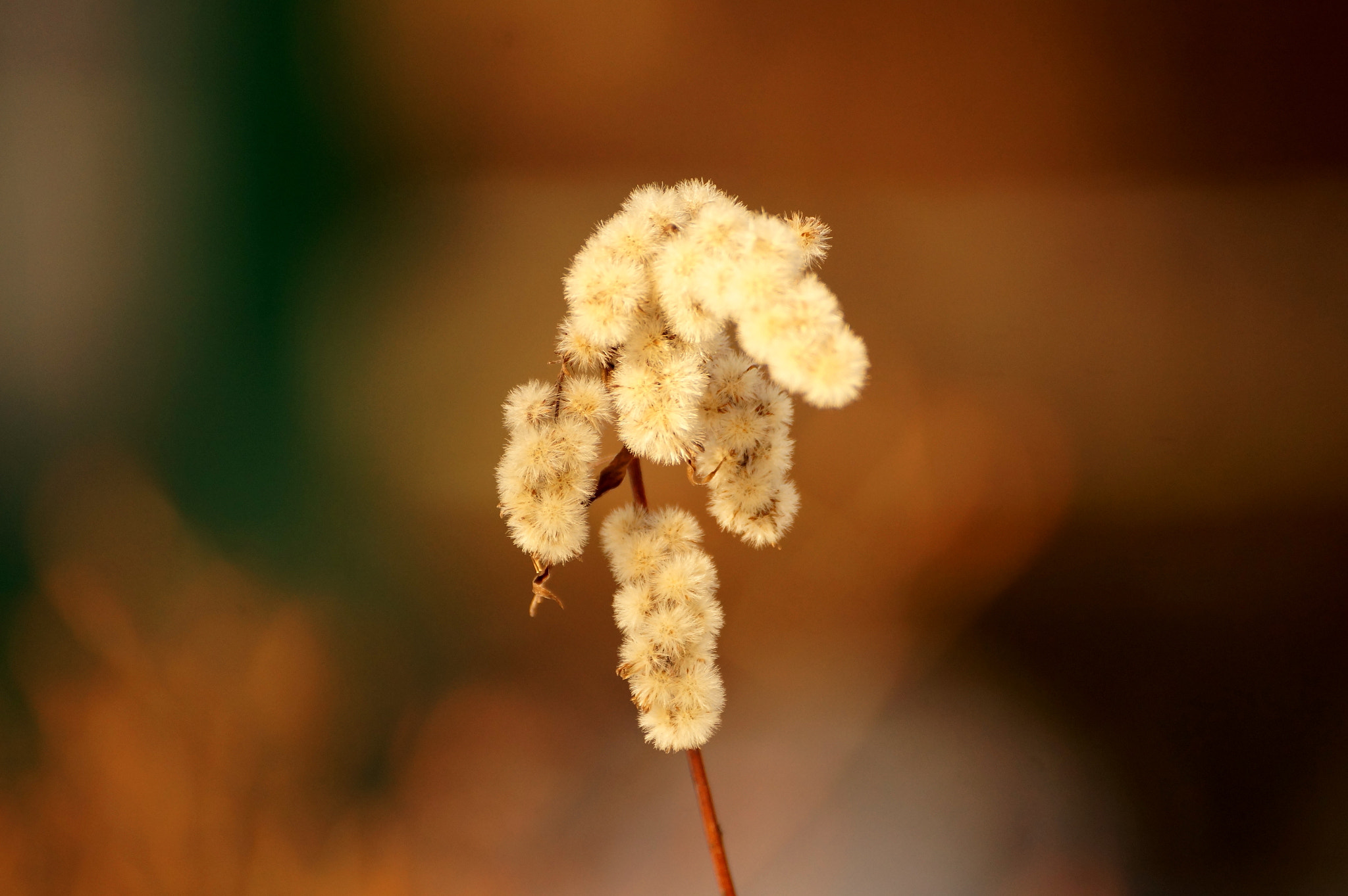 Sony DT 55-300mm F4.5-5.6 SAM sample photo. Solidago photography