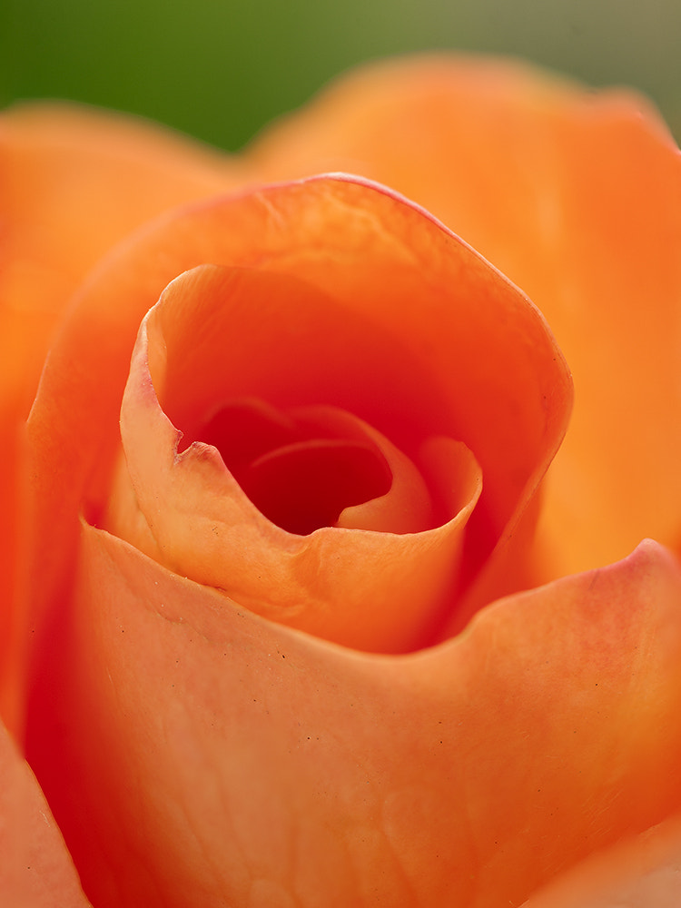 Tamron SP AF 90mm F2.8 Di Macro sample photo. Ego photography