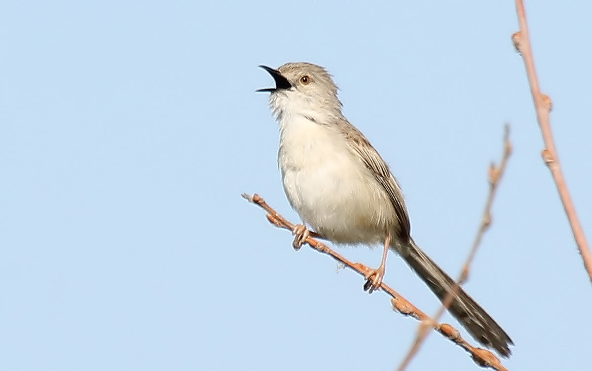 Canon EF 100-400mm F4.5-5.6L IS USM sample photo. 2.jpg photography