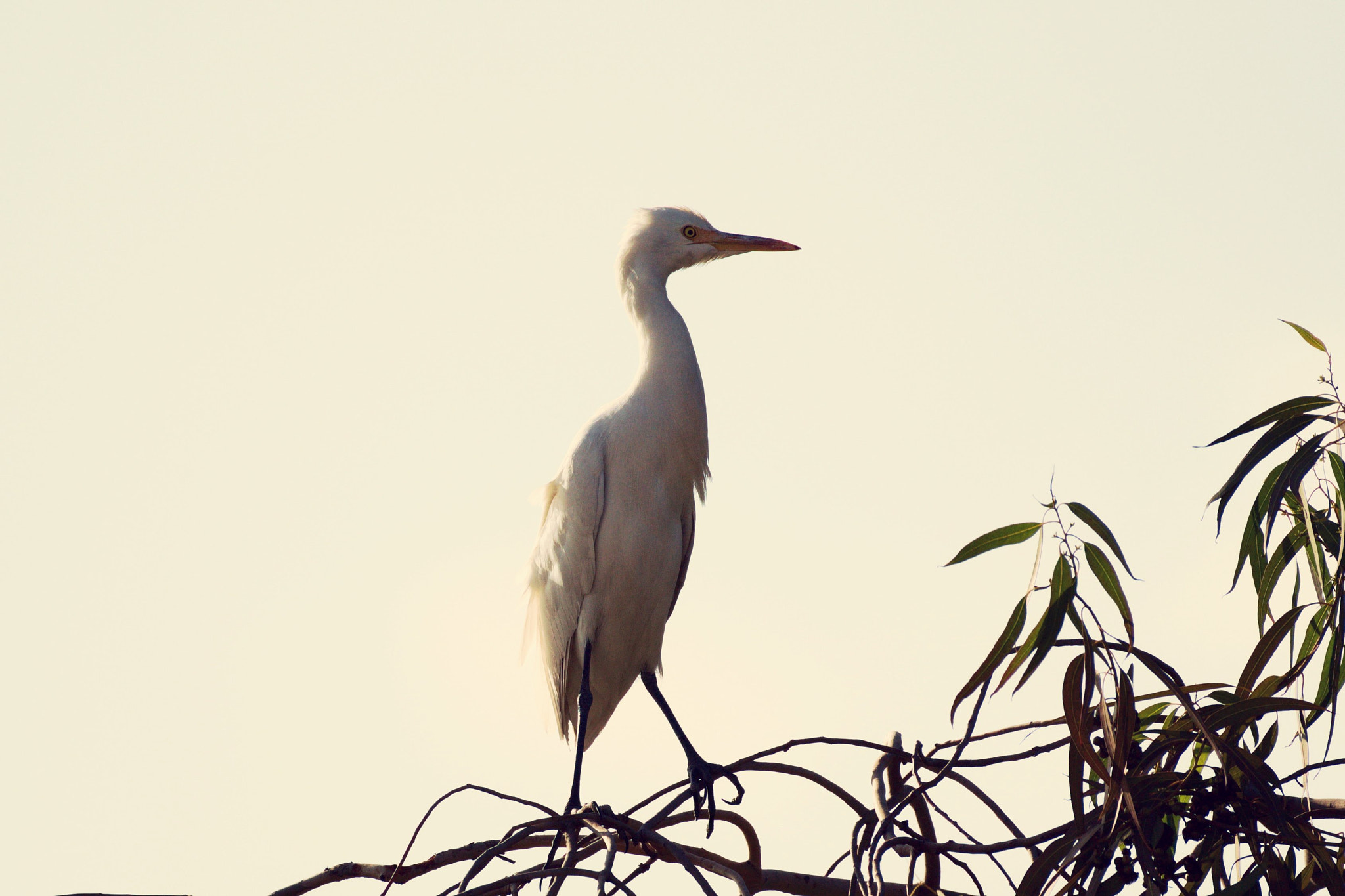 Nikon AF-S Nikkor 200-500mm F5.6E ED VR sample photo. Crane photography