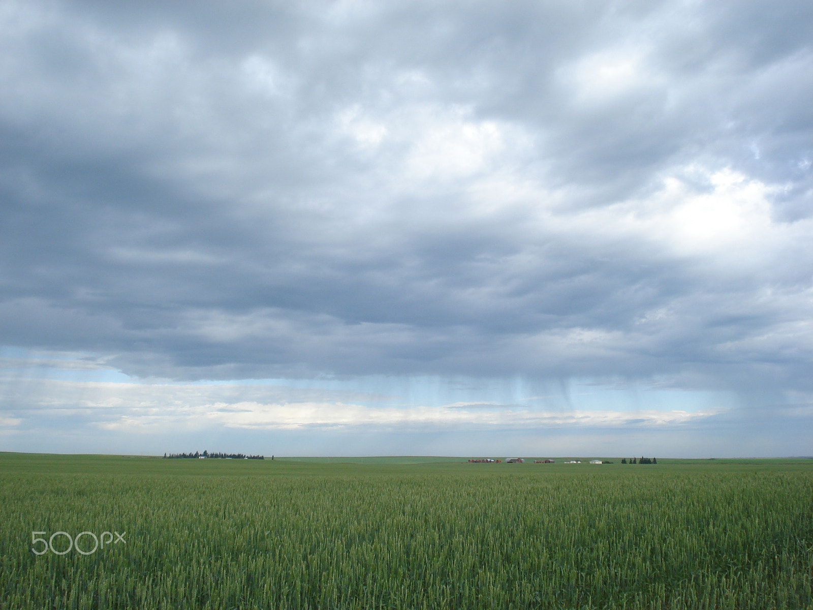 Sony DSC-W35 sample photo. Endless wheat fields that seem to go on forever photography