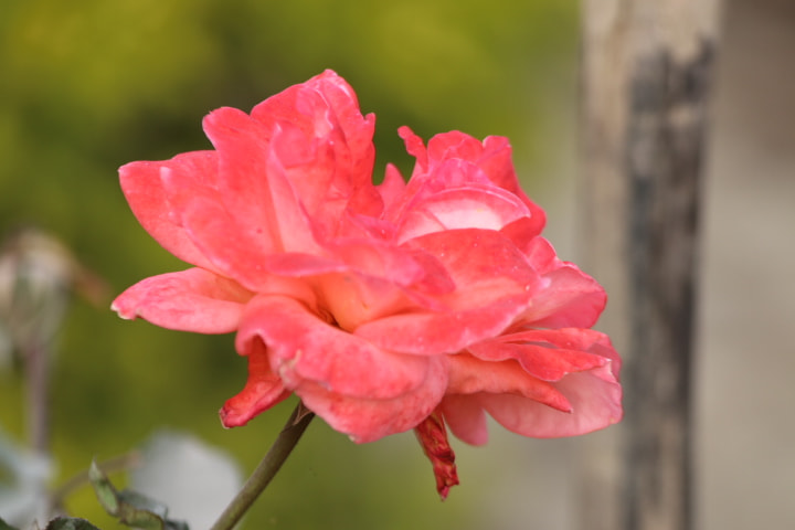 Canon EF 70-300mm F4-5.6 IS USM sample photo