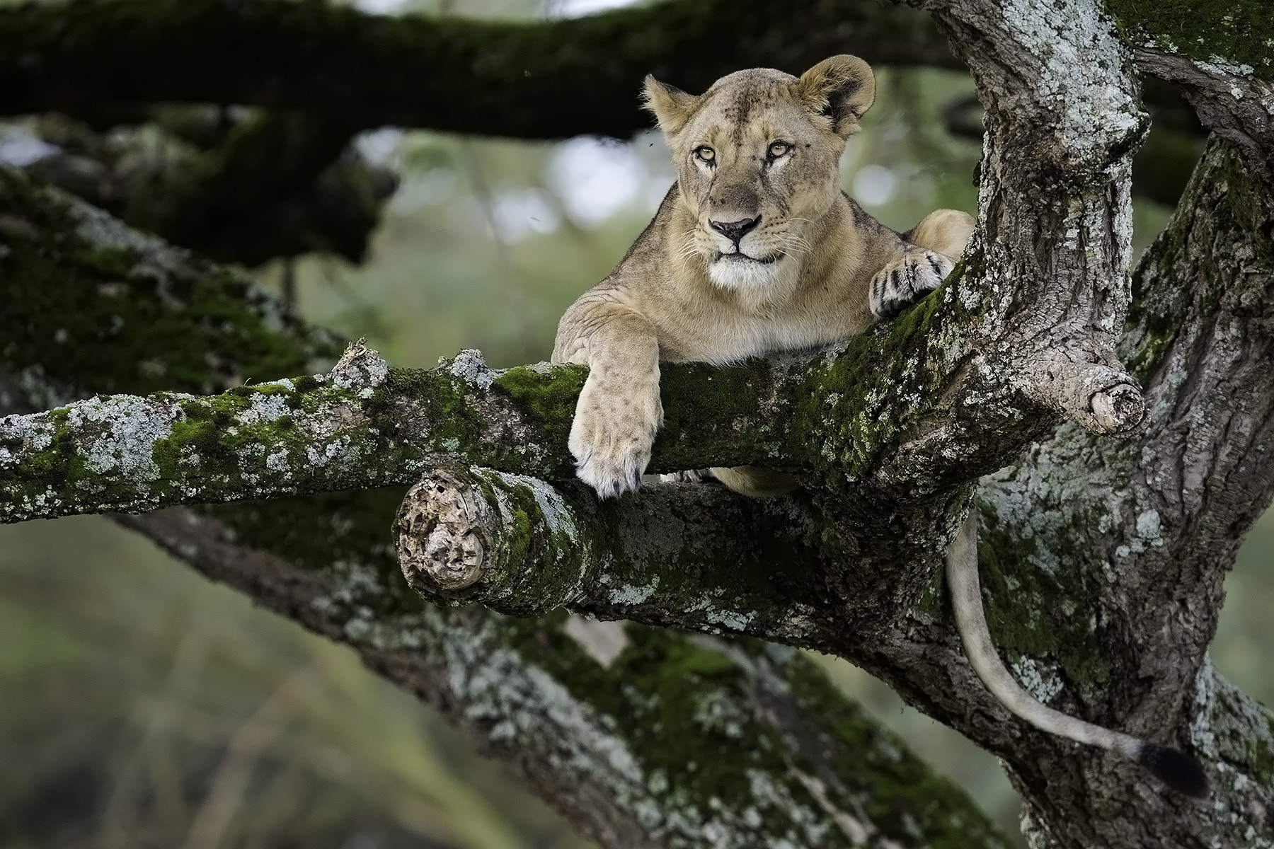 Canon EOS-1D X + Canon EF 200-400mm F4L IS USM Extender 1.4x sample photo. Tree lion in nakuru photography