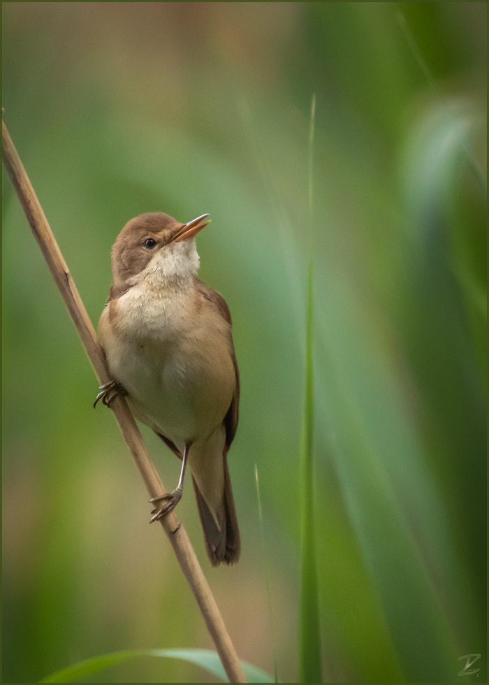 Canon EOS 7D Mark II sample photo. Teichrohrsänger - eurasian reed warbler photography