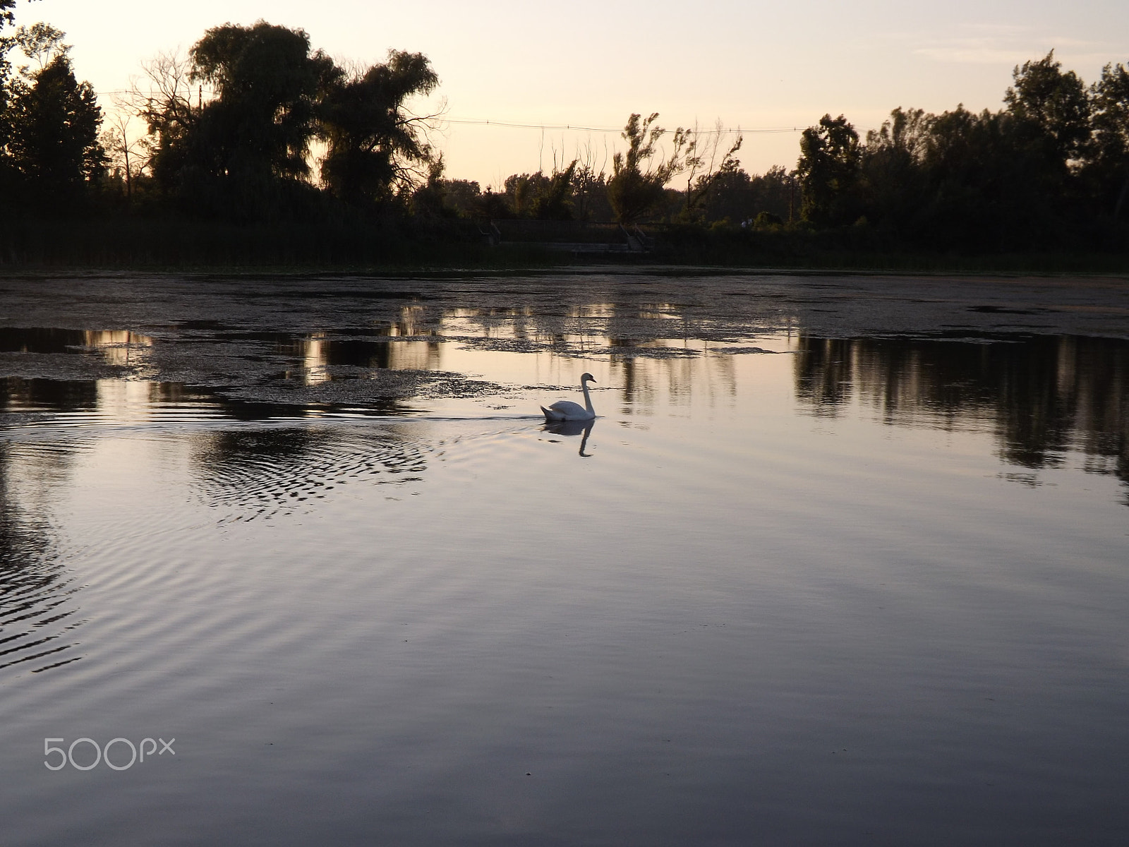 Fujifilm FinePix S4530 sample photo. Swan at sunset photography